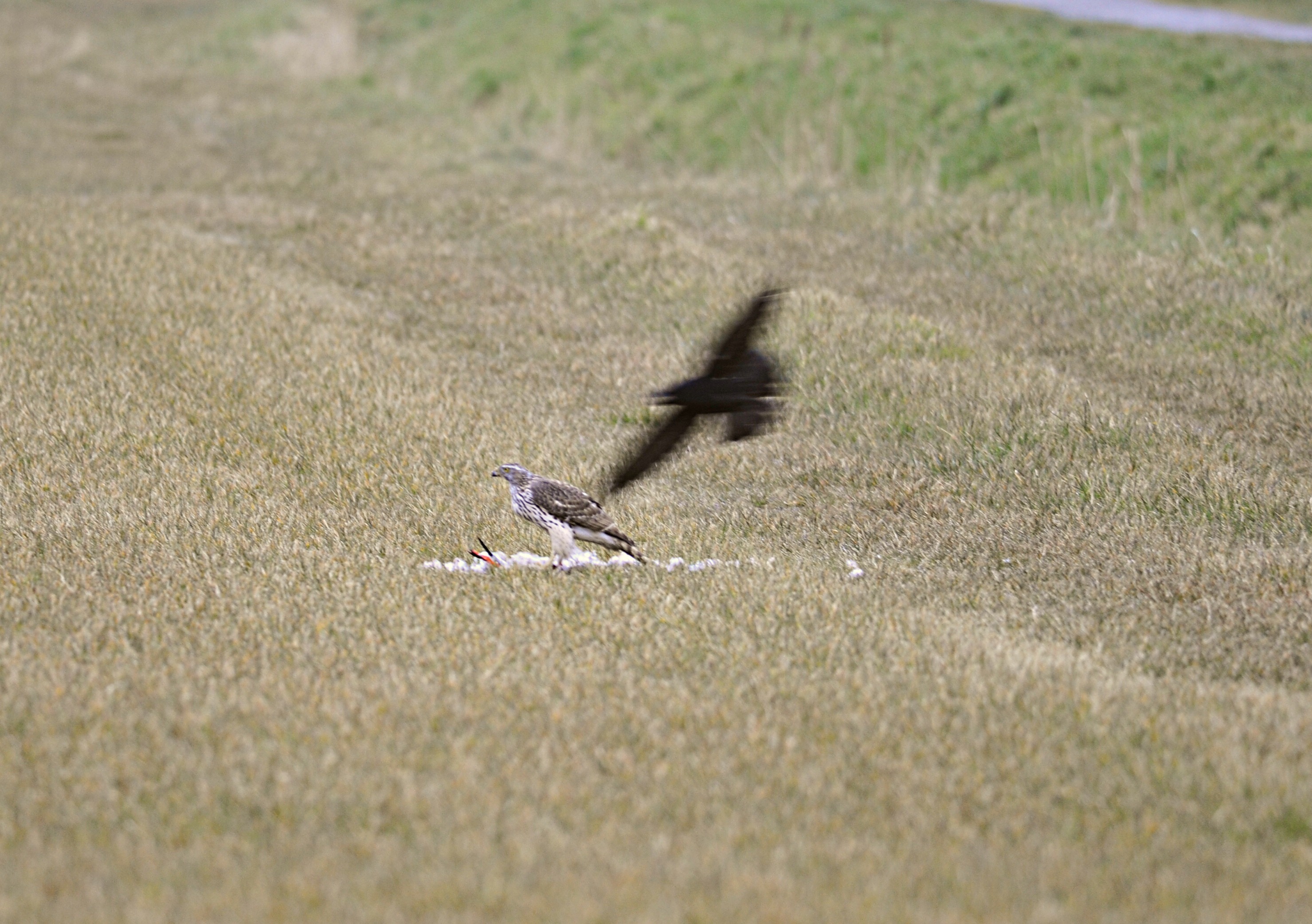 Kraai duikt op buizerd met prooi.