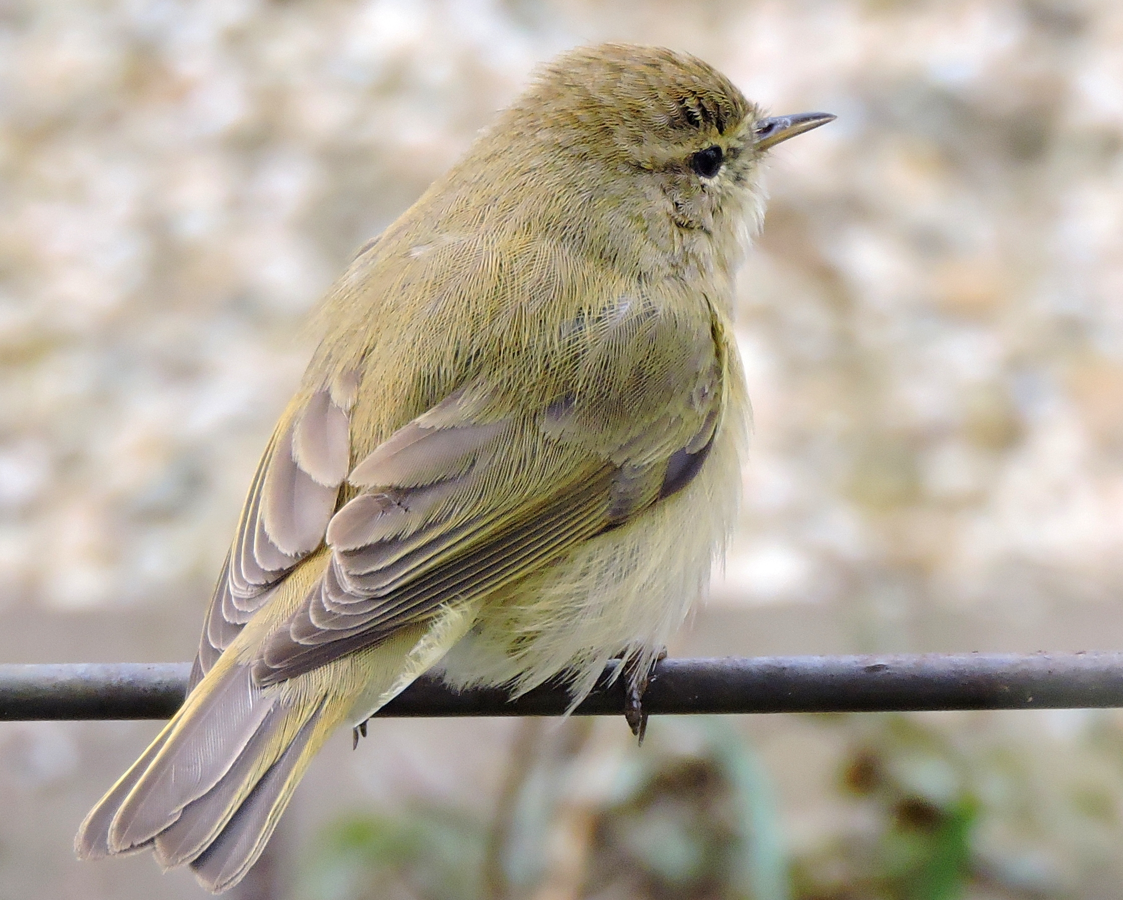 Beweeglijk zangvogeltje