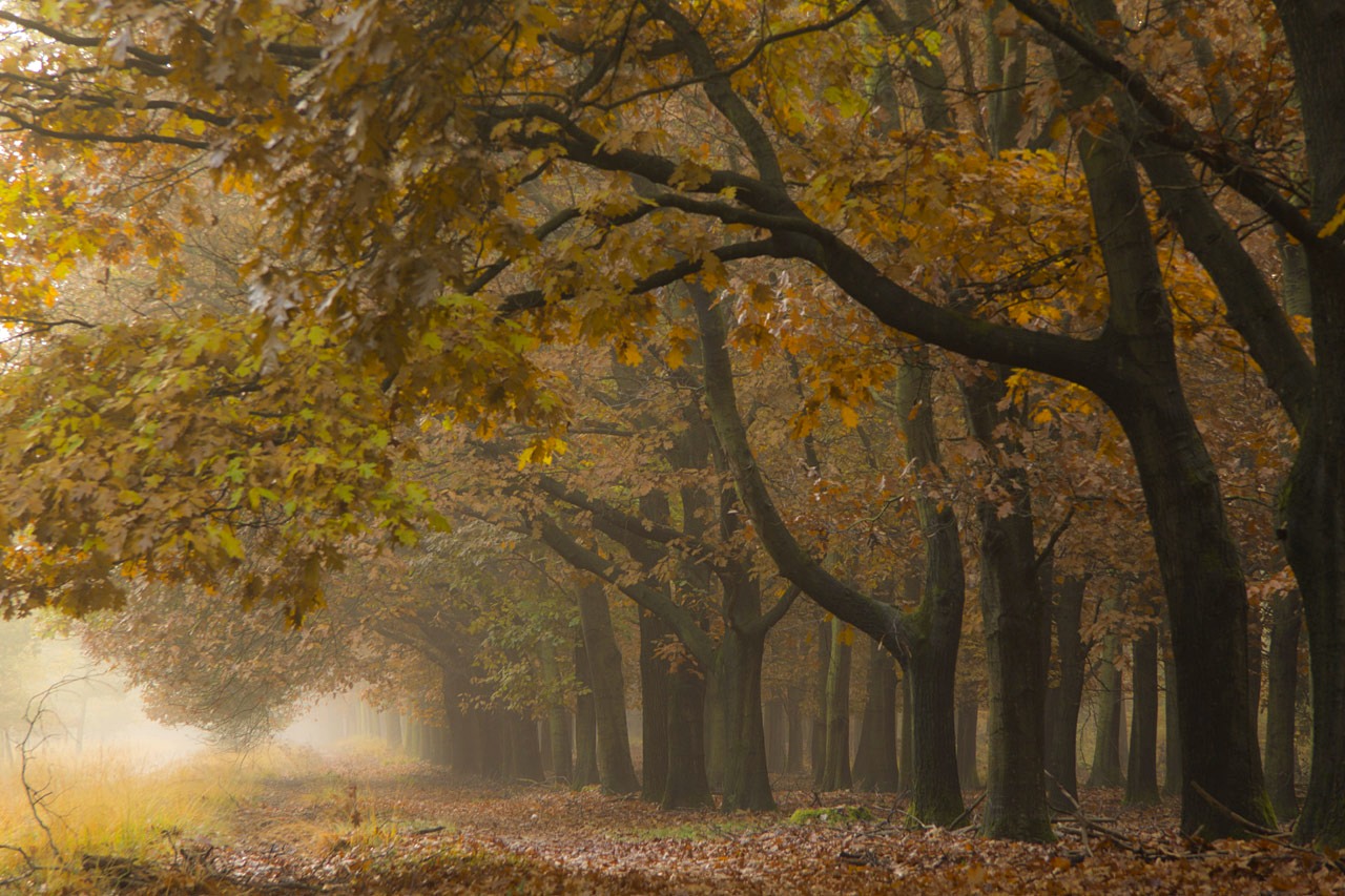 Een fietspad door de mist