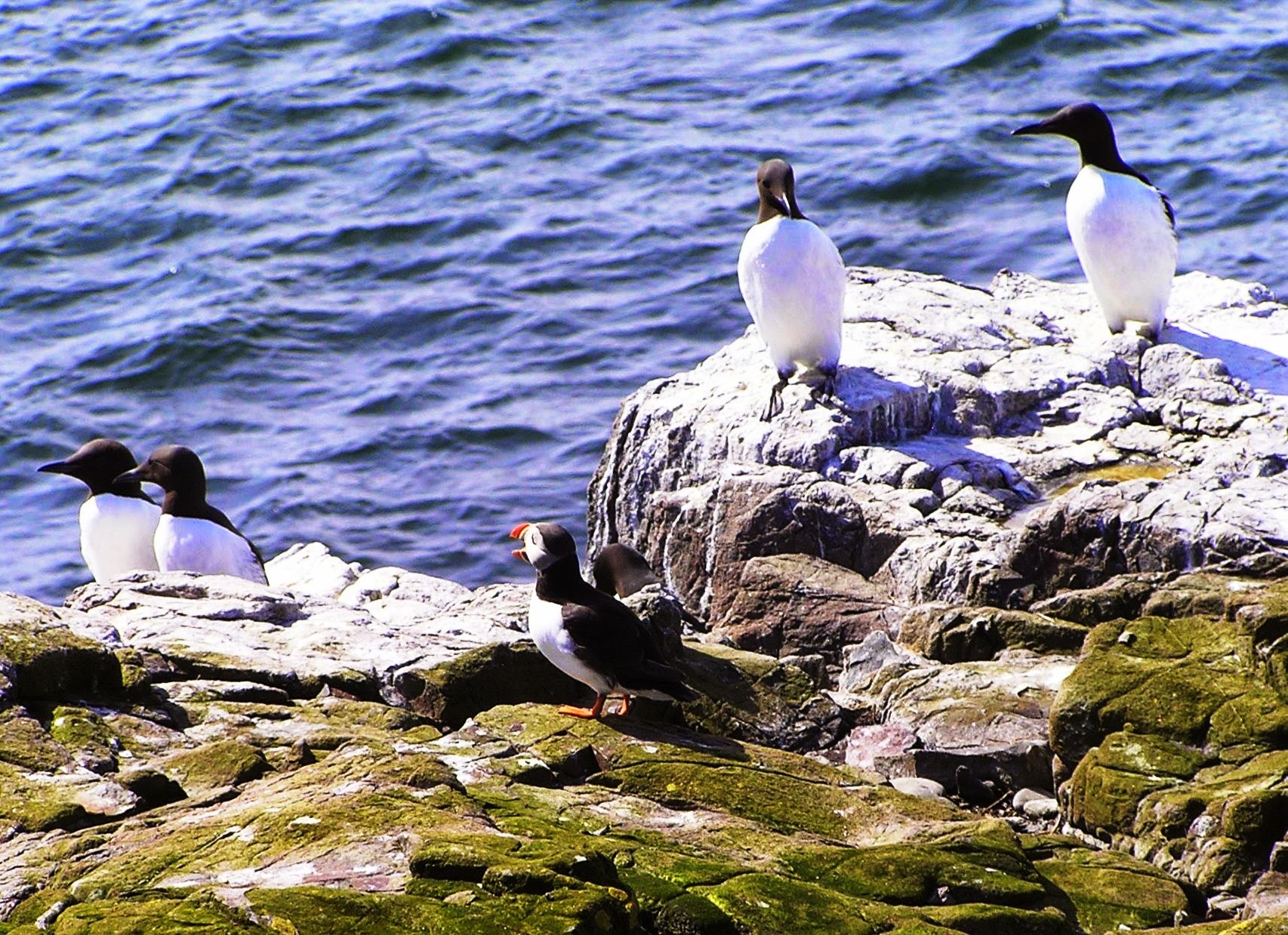 Zeekoeten en papegaaiduiker