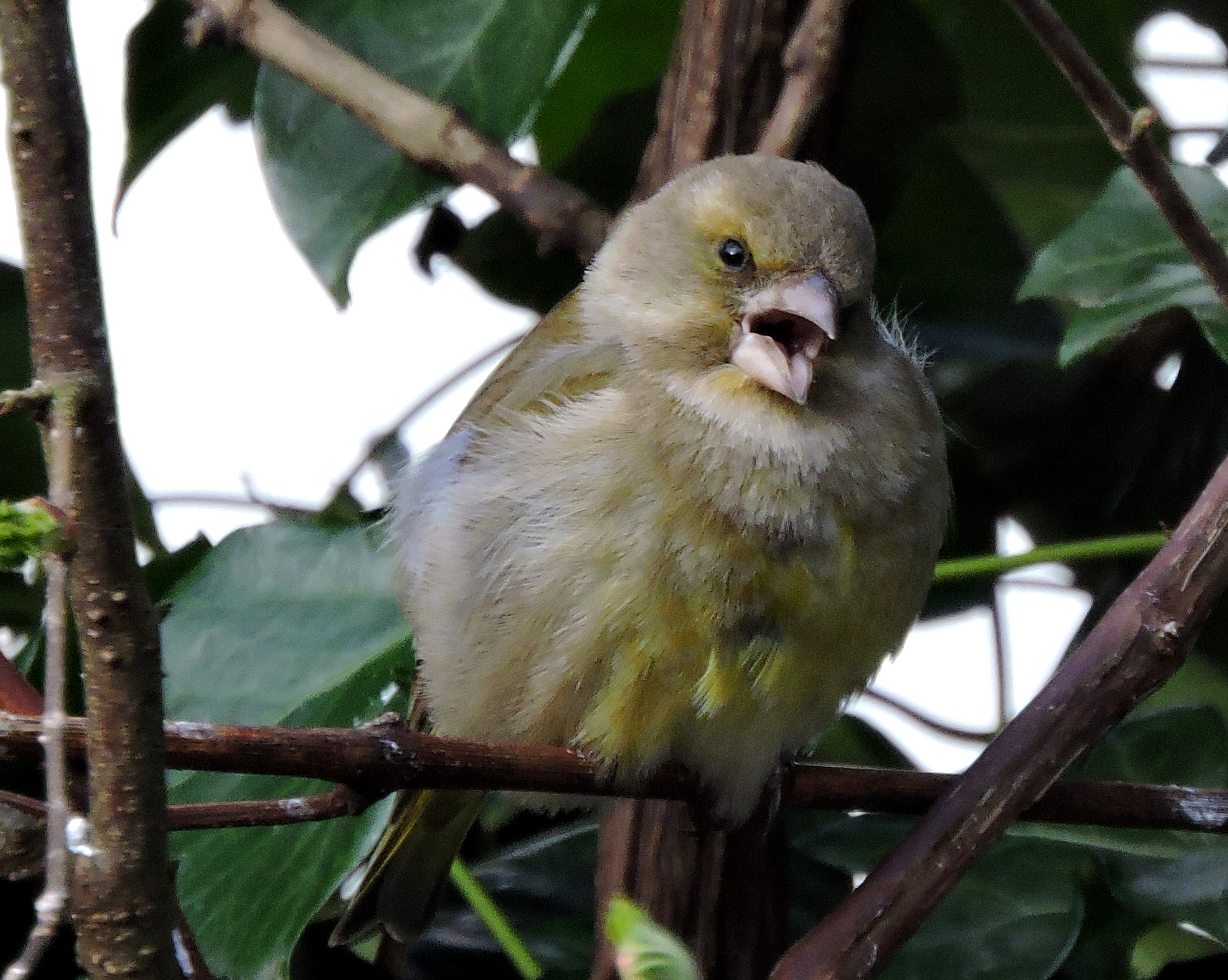 Pluizig groenlingetje