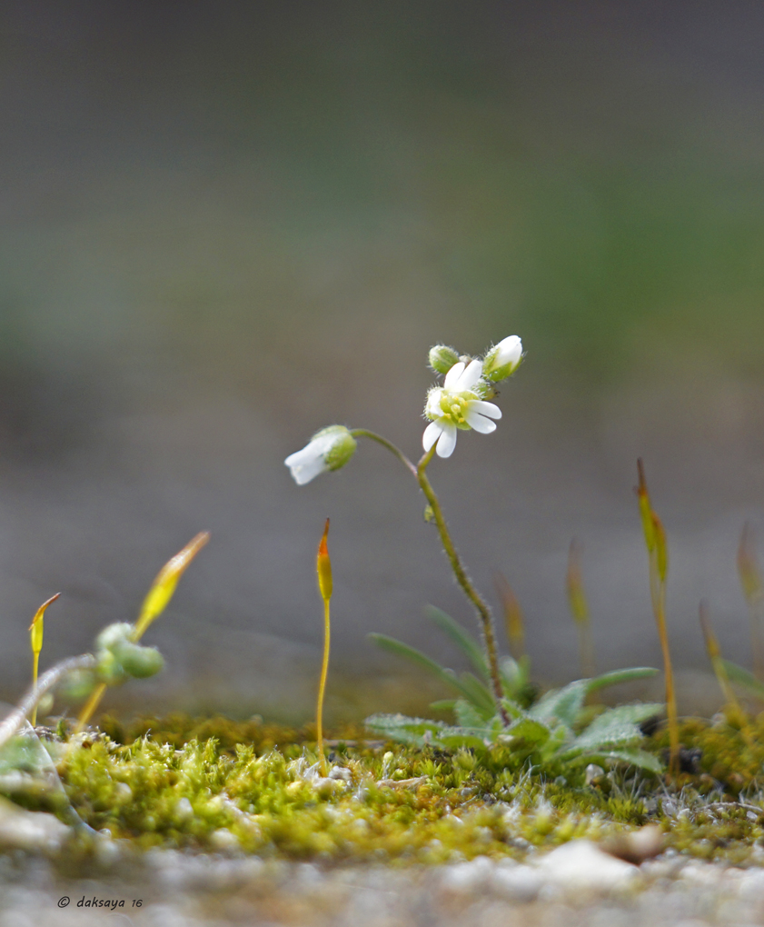 Tussen de stoeptegels