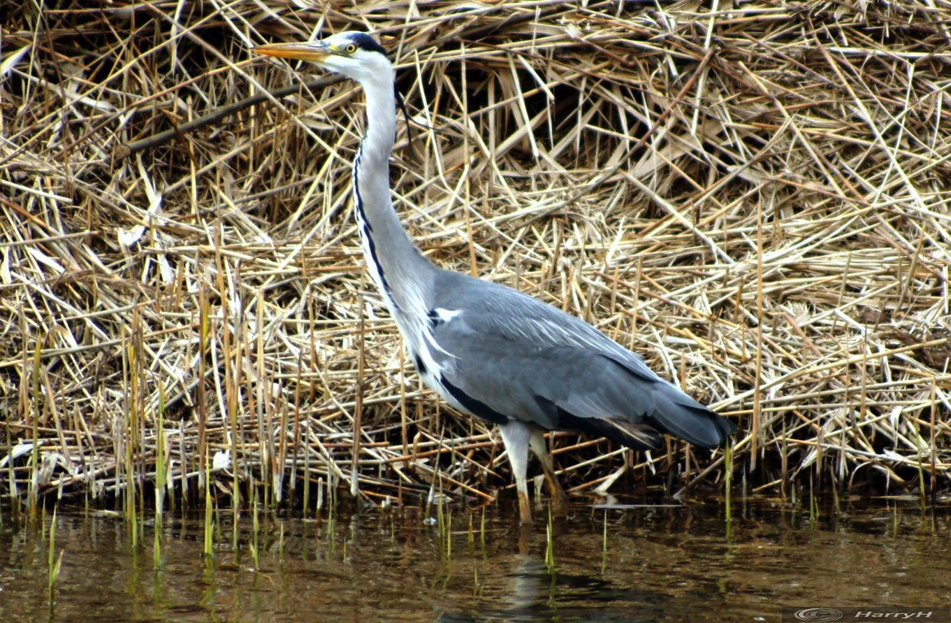 blauwe reiger