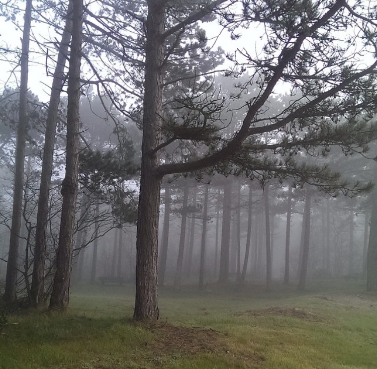 Mist