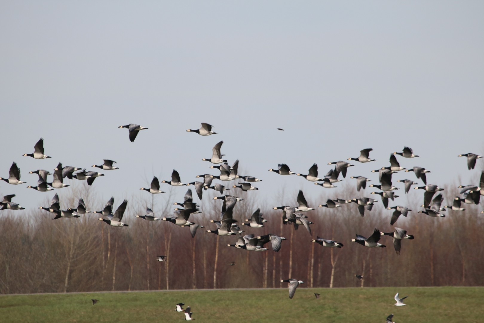 Vliegende Brandganzen