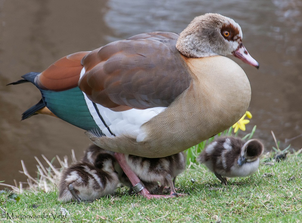 Ze worden te groot !