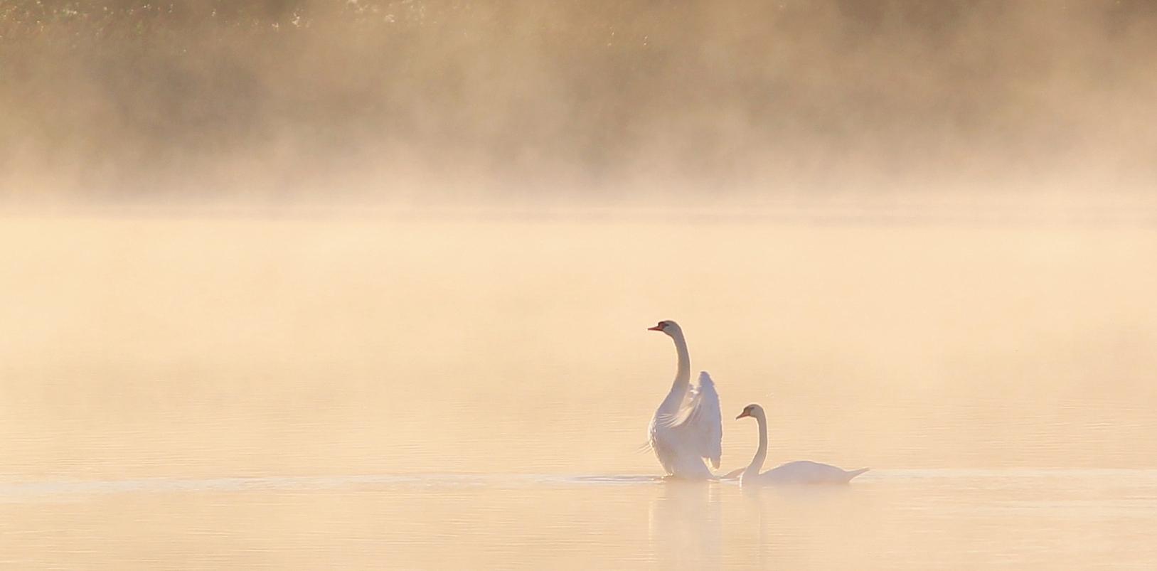 In de mist