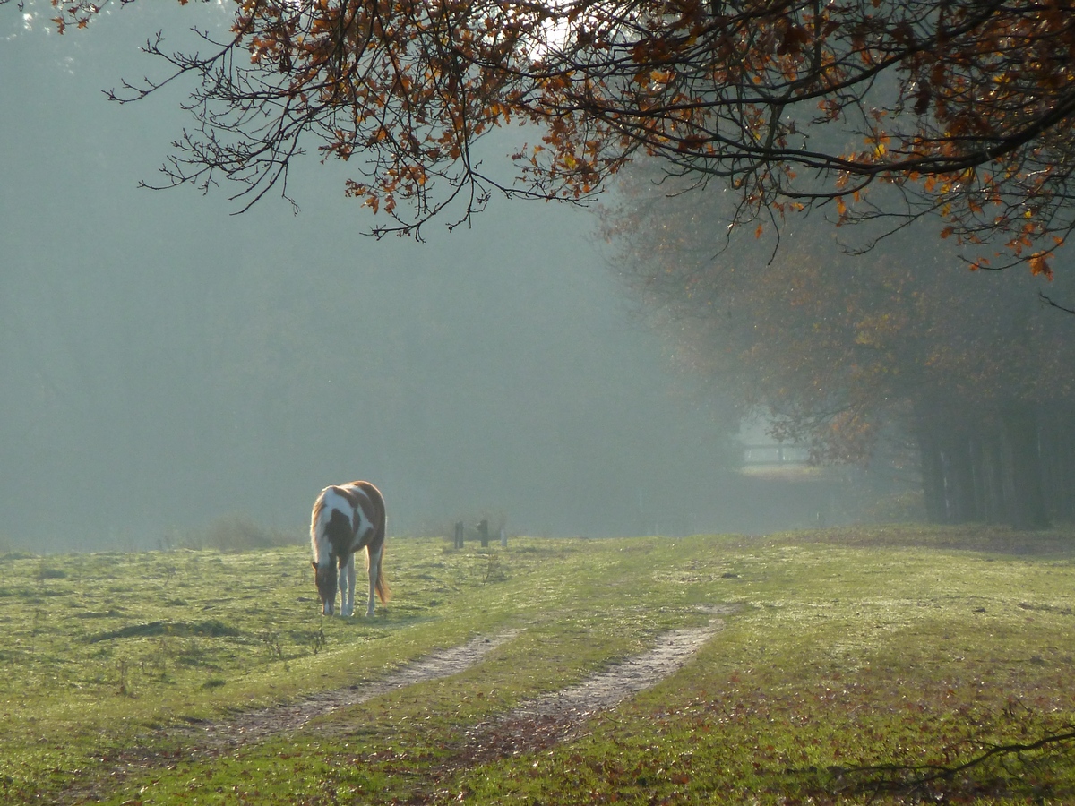 Paarden  in de mist