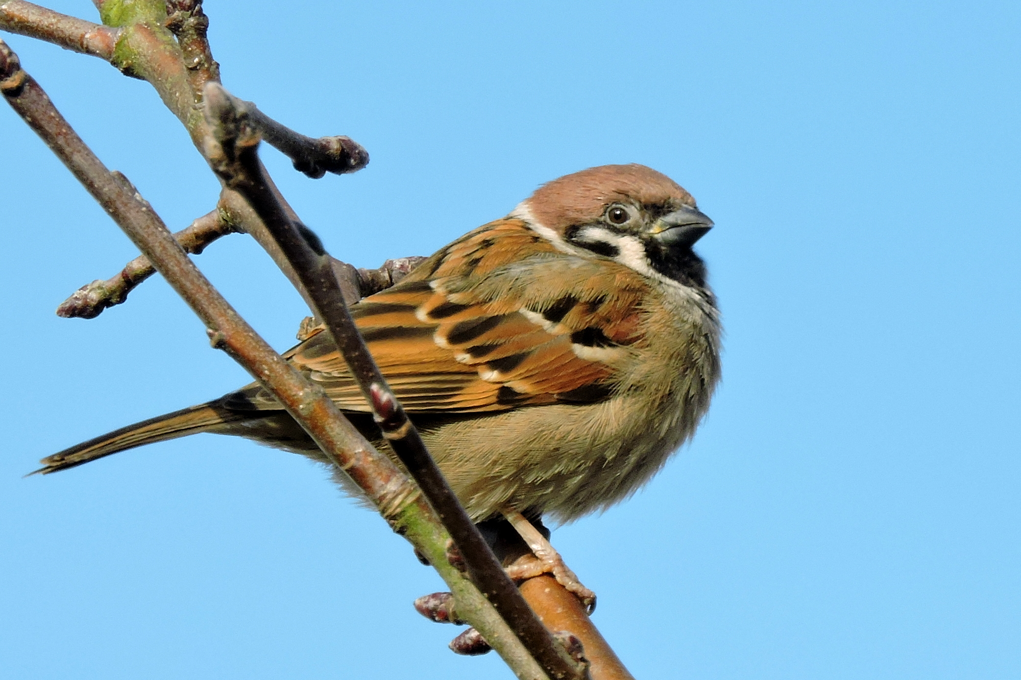 Om door een ringetje te halen