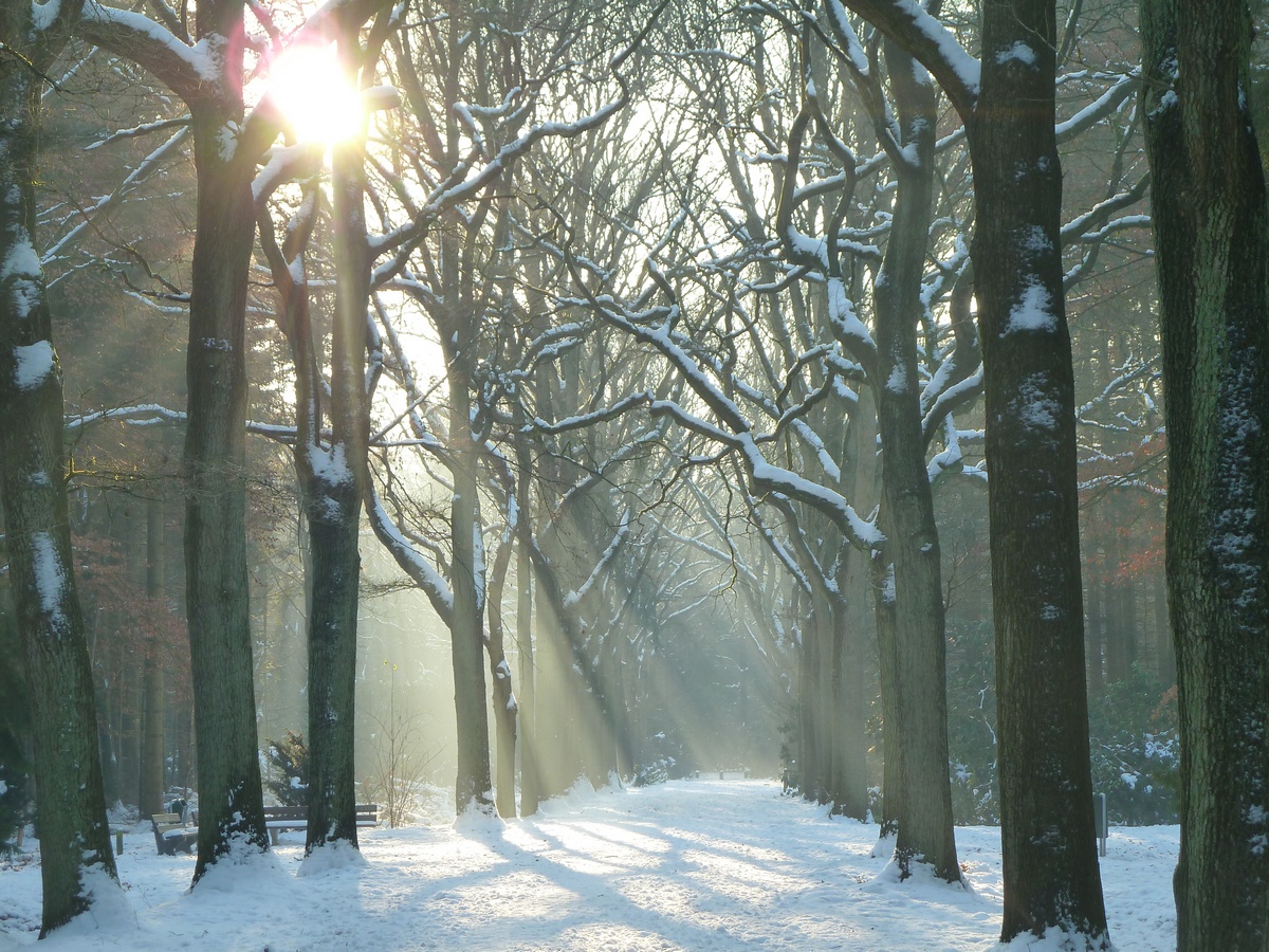 De zonneschijn in de mist