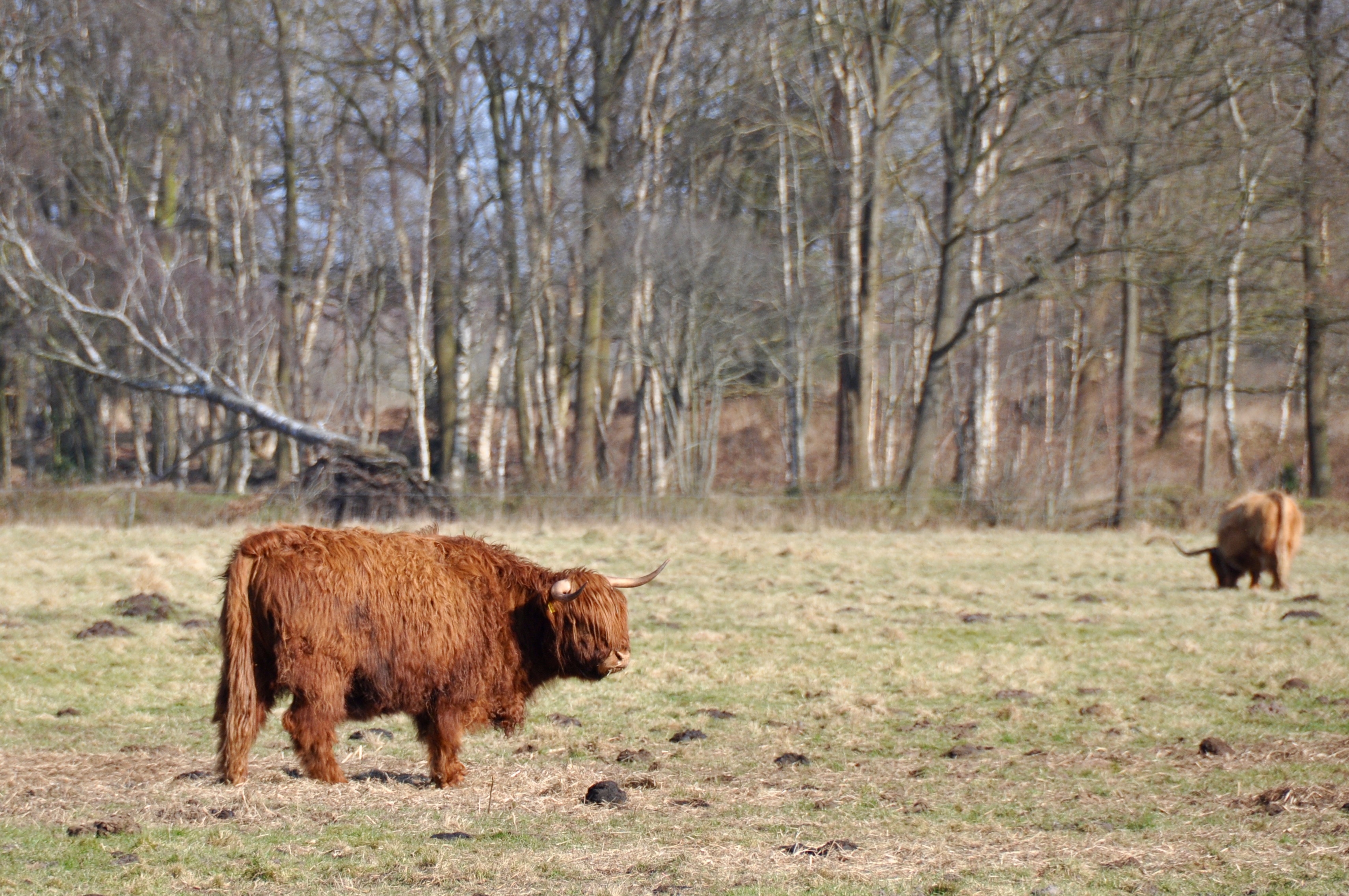 Schotse hooglanders