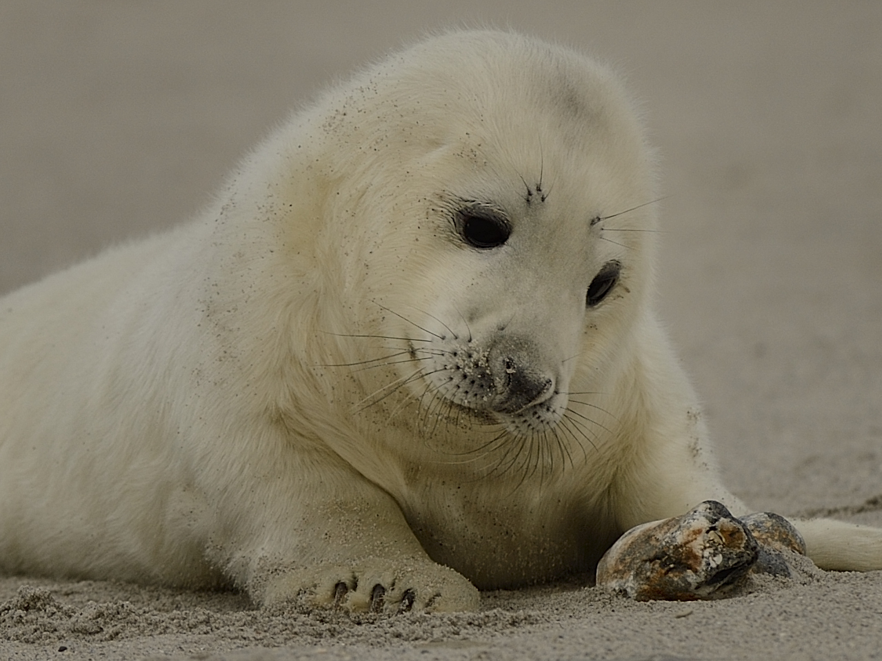 Grijze zeehond