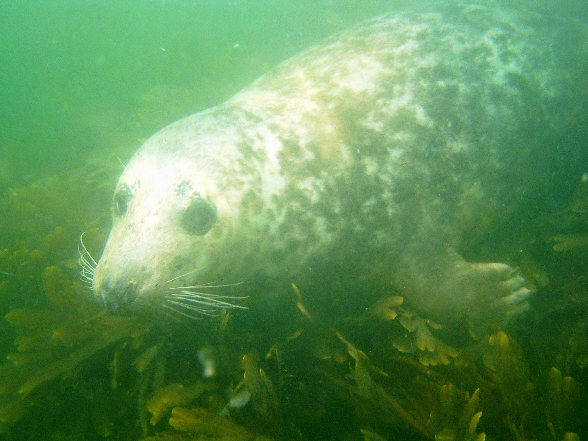 Zweven boven de kelp