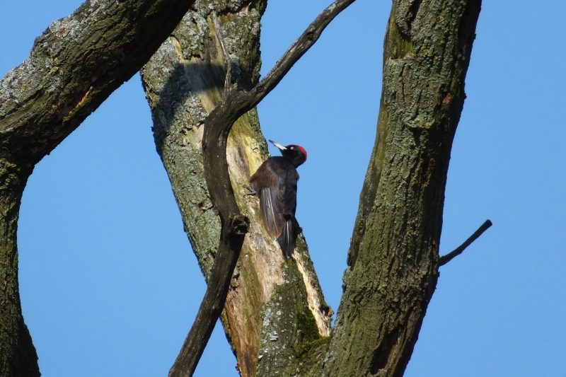 Zwarte Specht in de lentezon