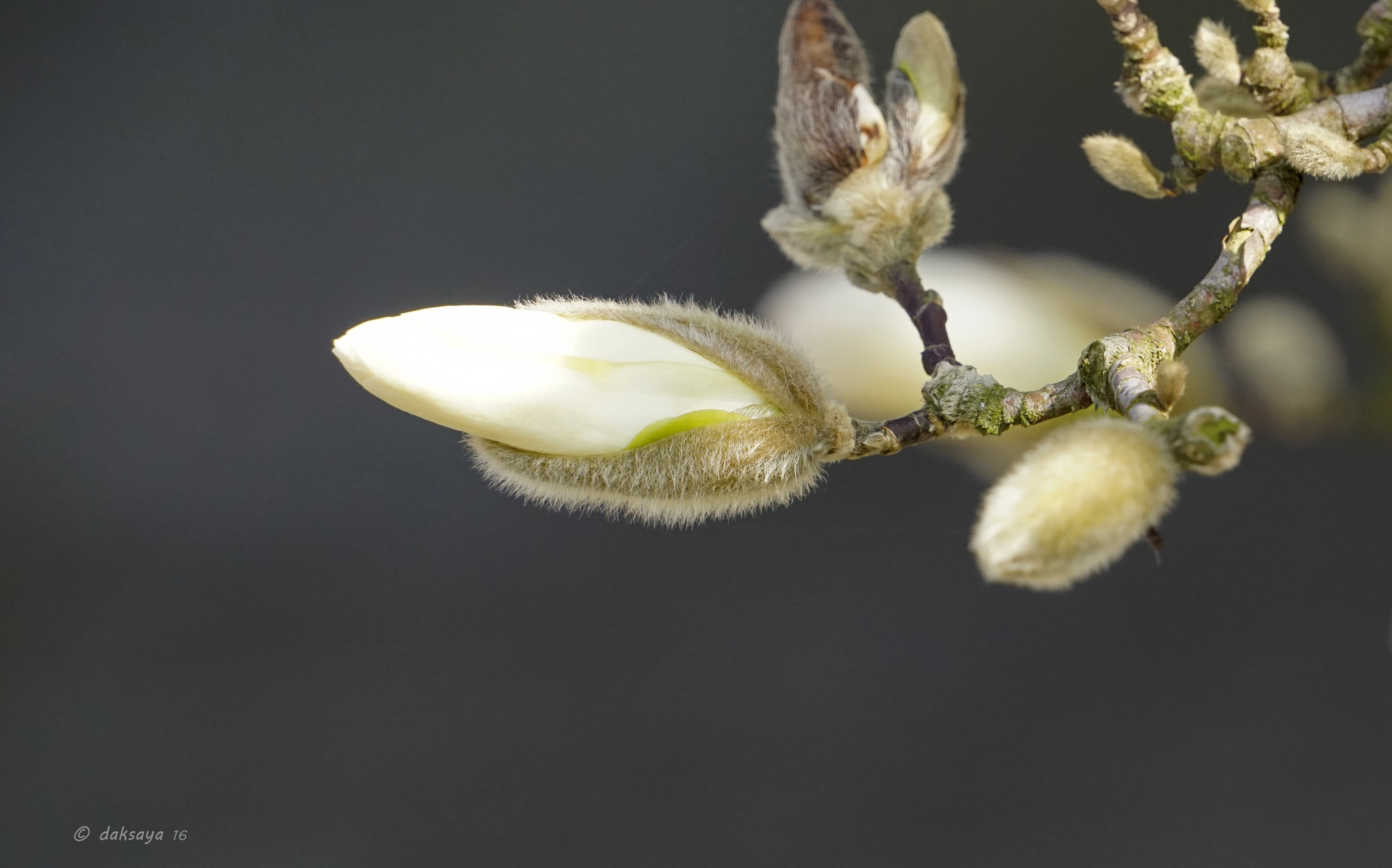Magnolia