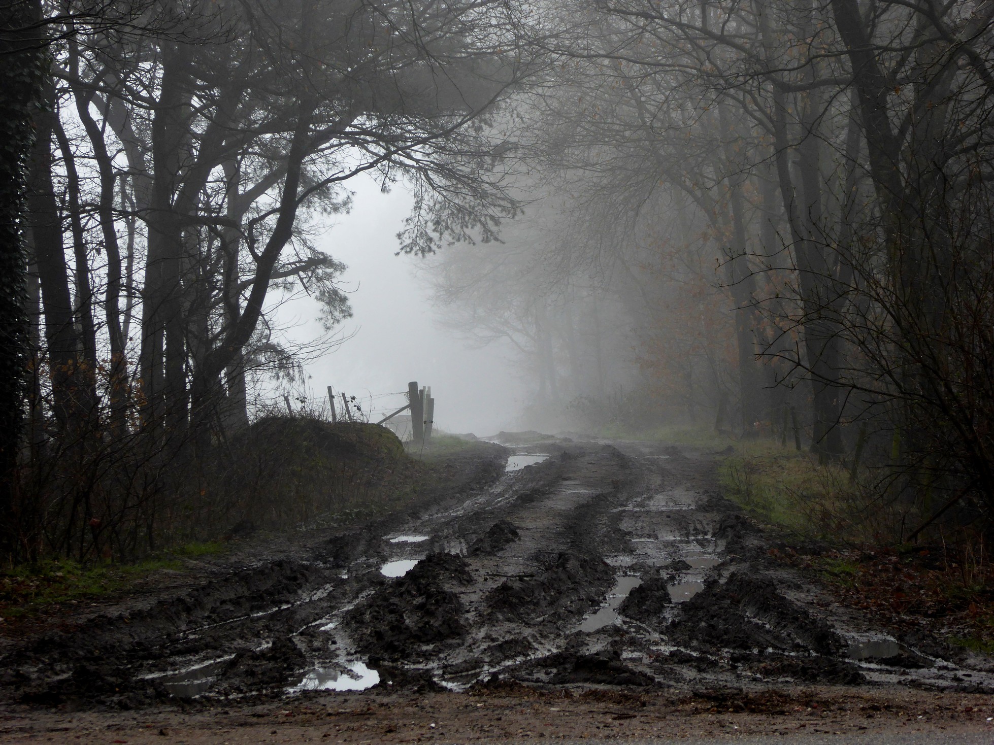 Modderig Bospad in de mist