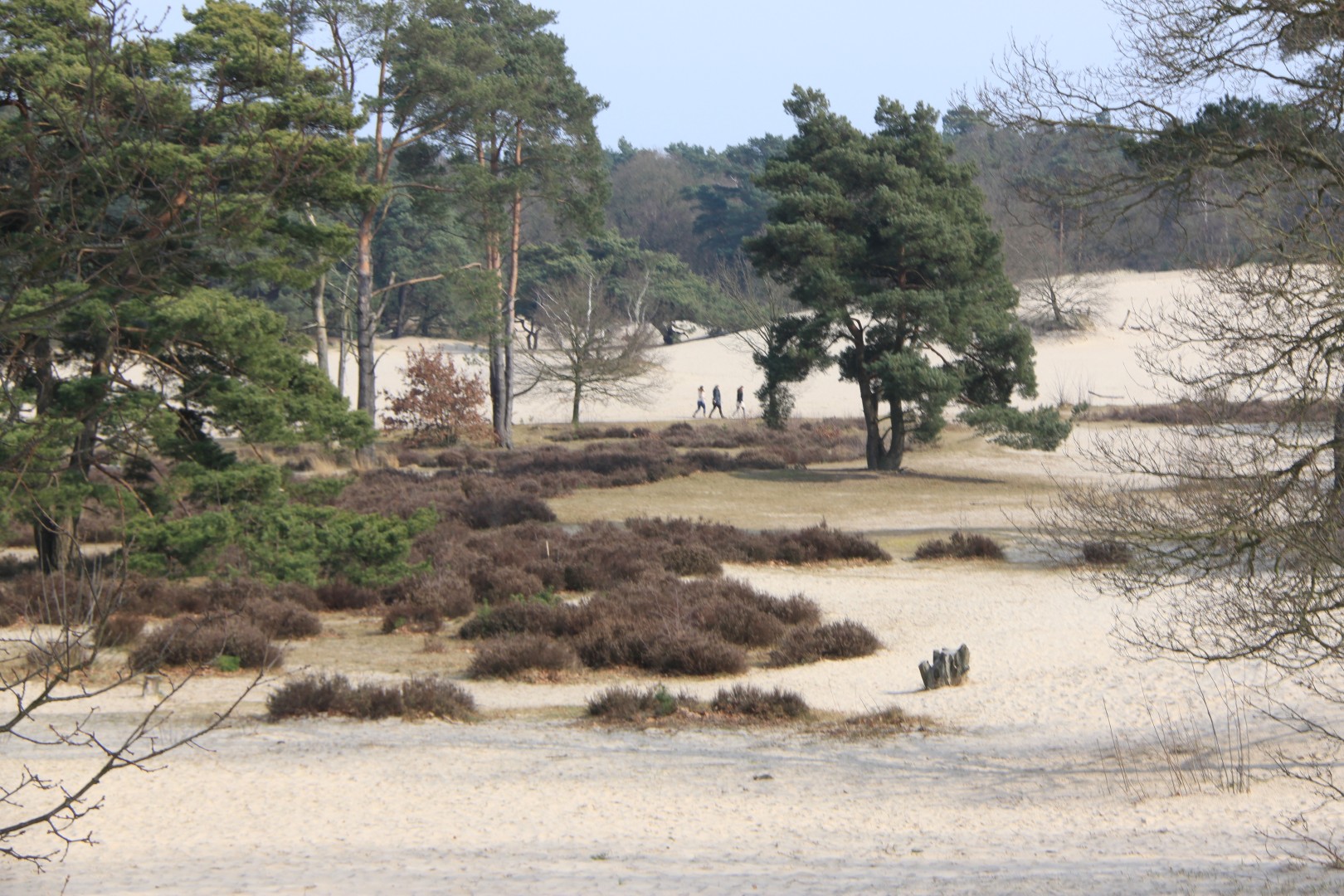 Lange Duinen