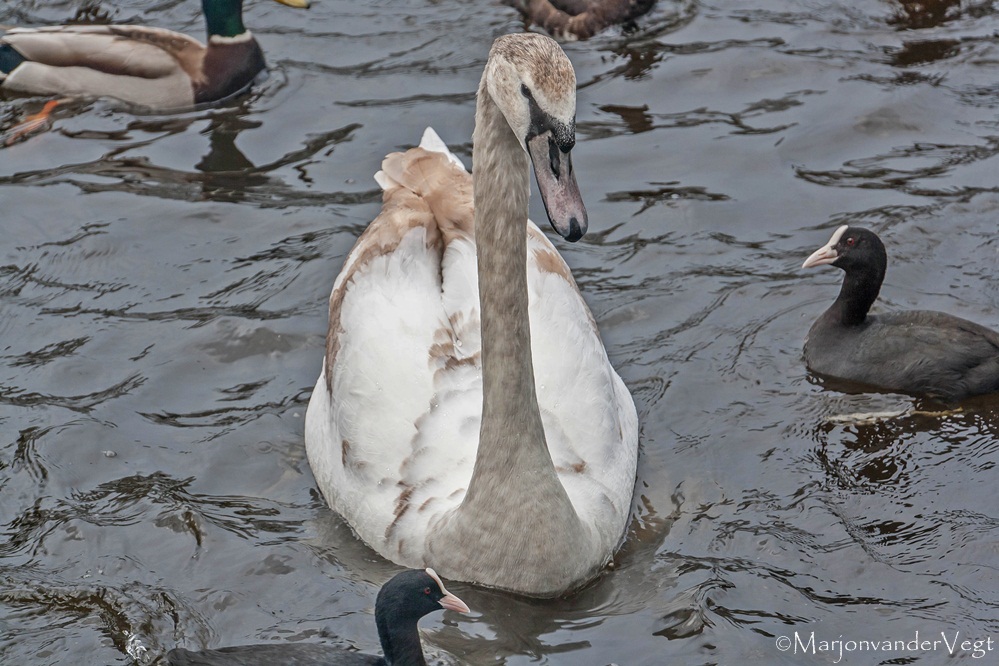 Jonge zwaan