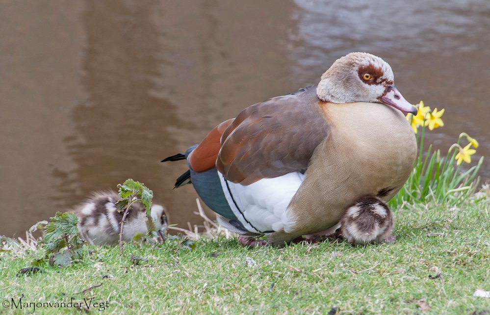 Nijlgans met haar kroost