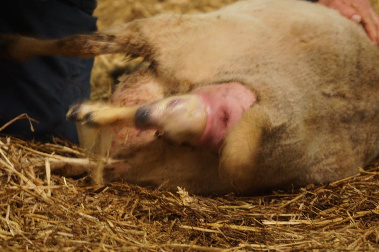 Geboorten van een tweeling 