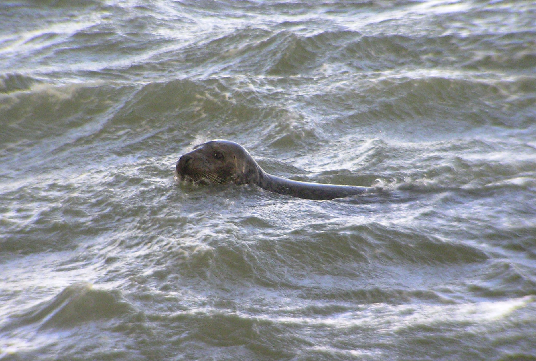 zeehond in zwaar weer.