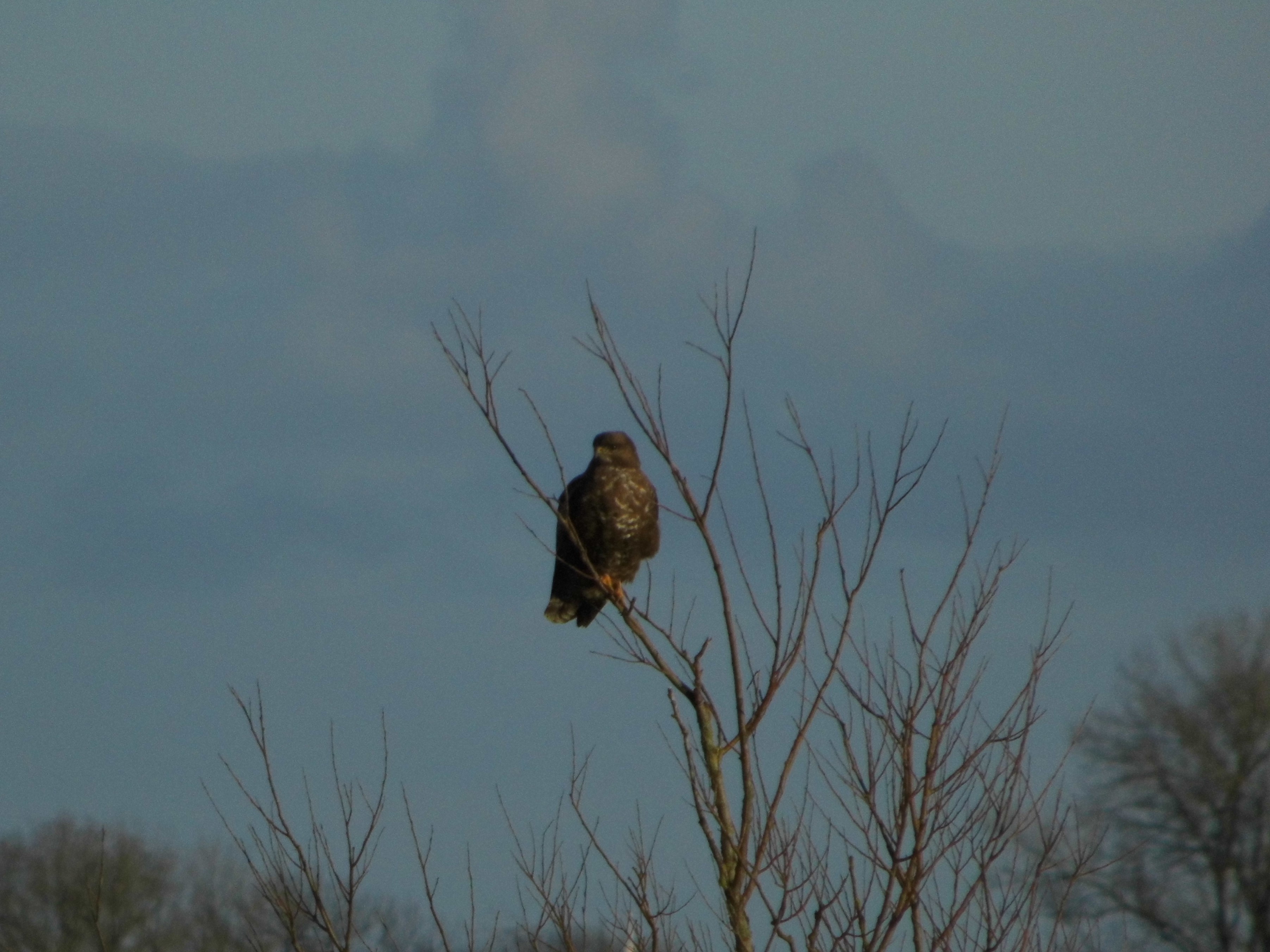 buizerd
