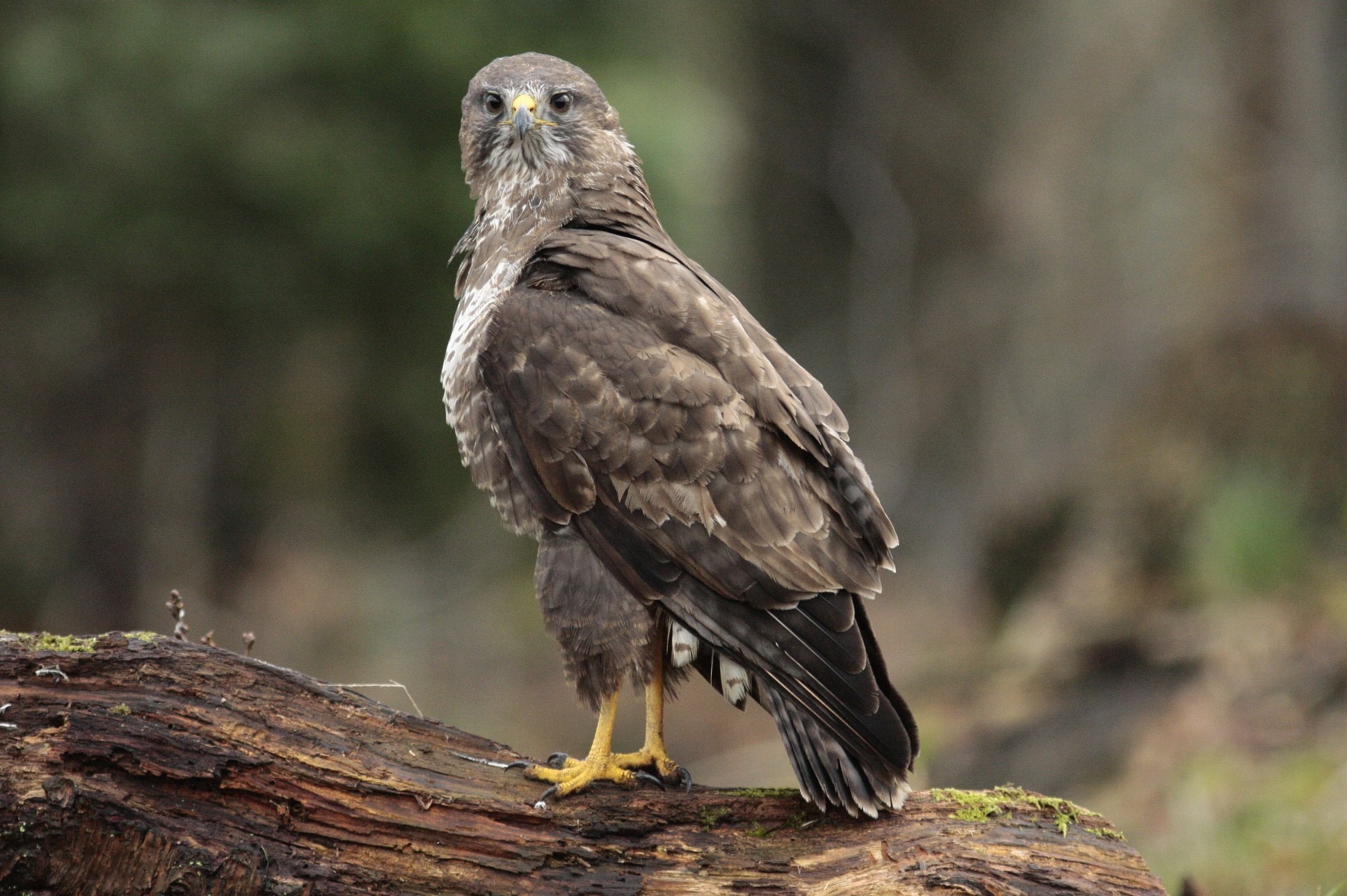 Buizerd