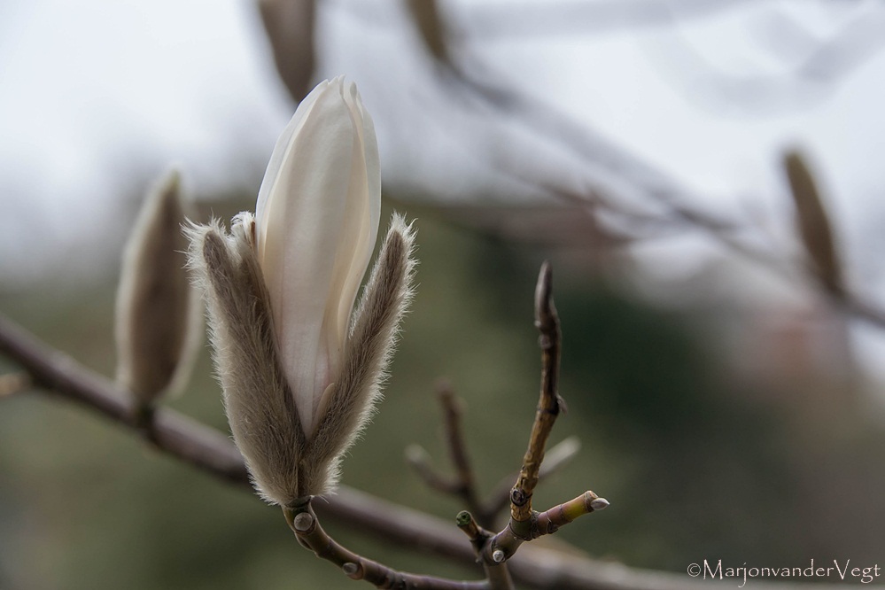 Magnolia komt voorzichtig te voorschijn