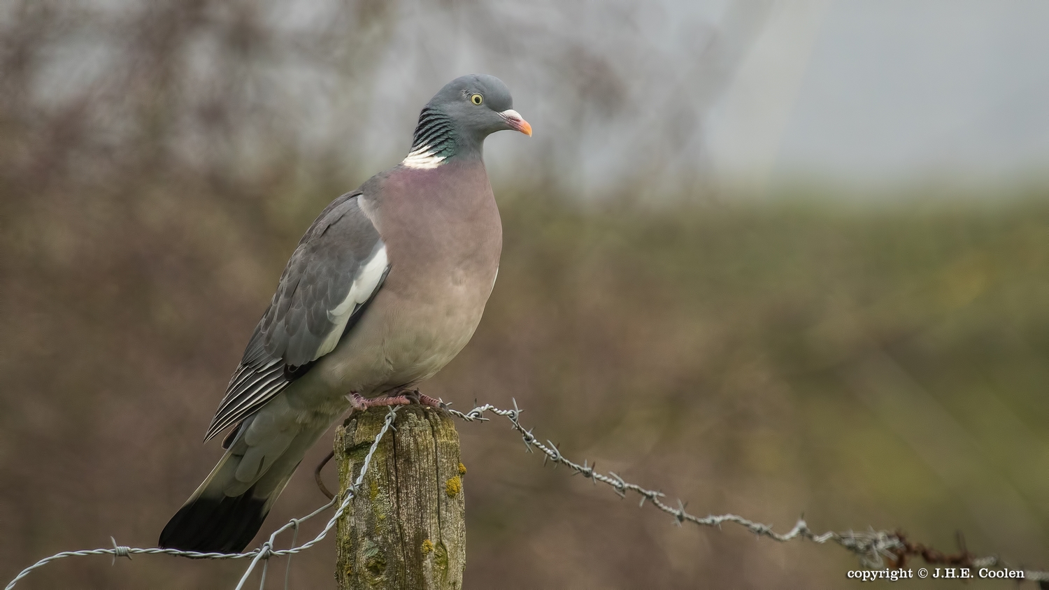 Houtduif.....