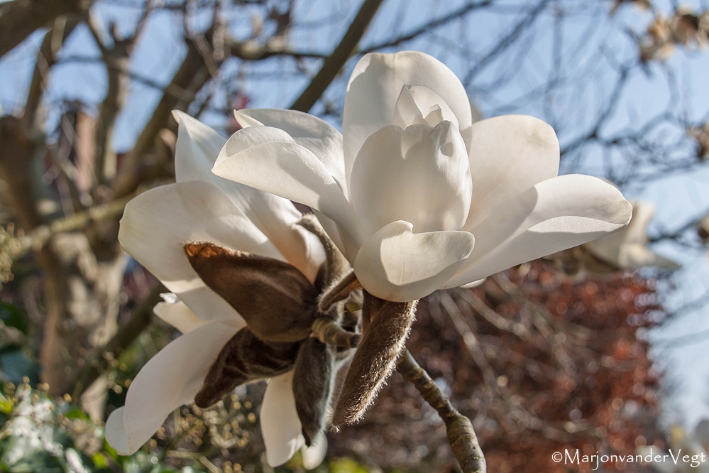 Magnolia.
