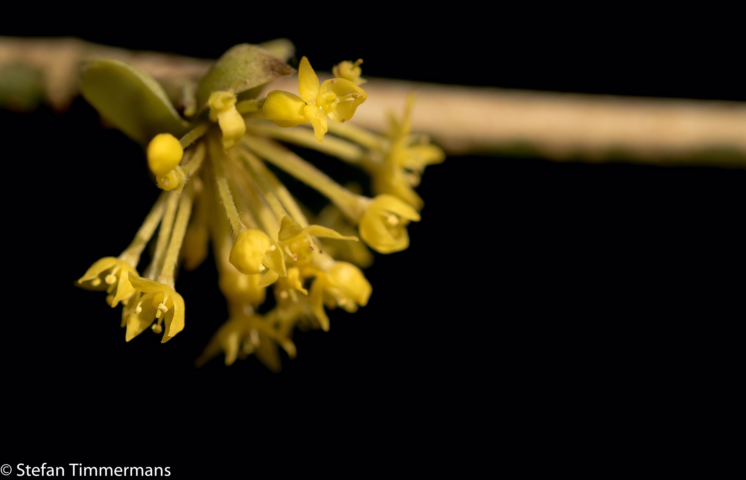 Bloeiwijze van de Gele Kornoelje