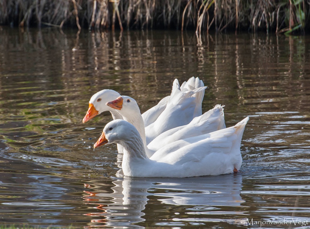 't Voorjaar in den bol