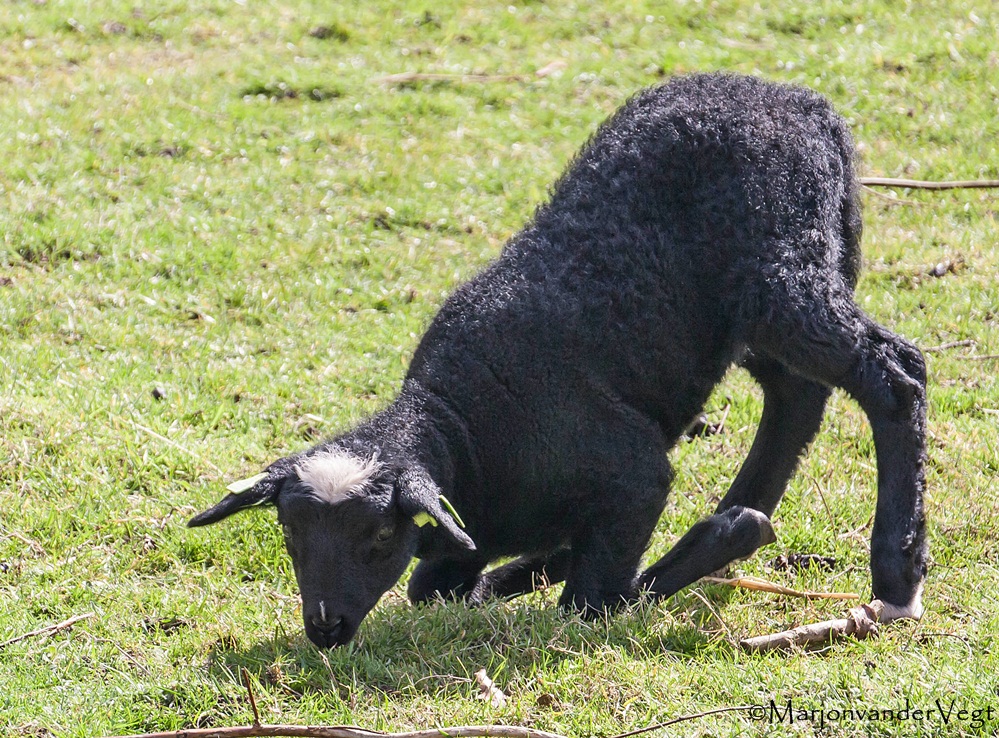 Knielen maar niet op 'n bed met violen!