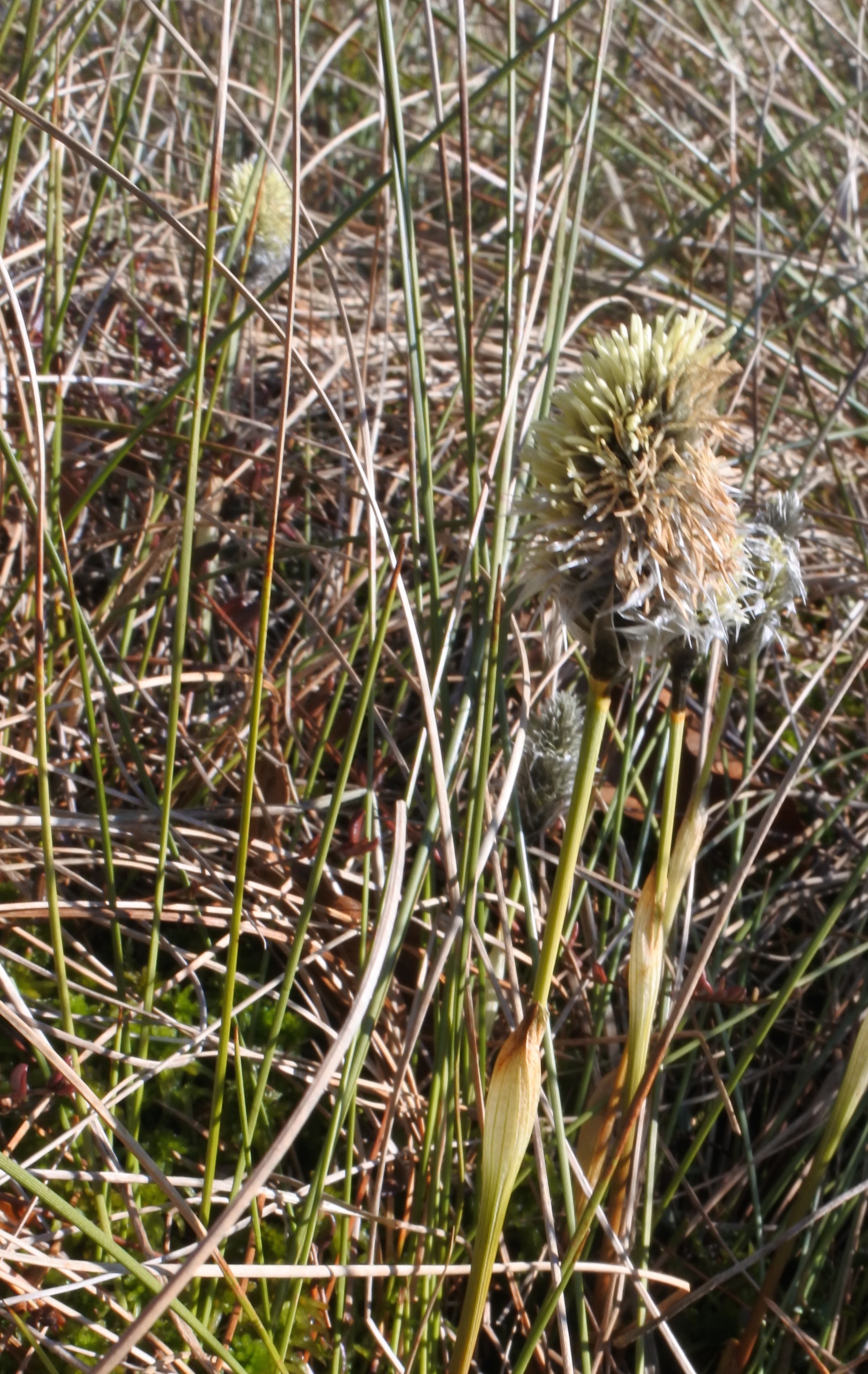 een betere versie van de foto "welke plant is dit?