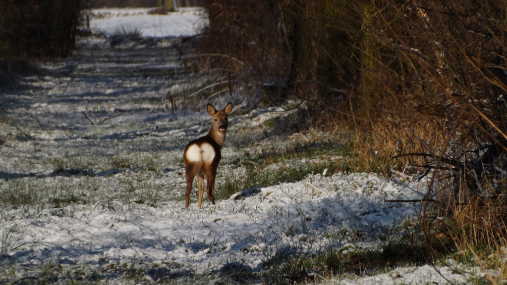 Ree in de sneeuw