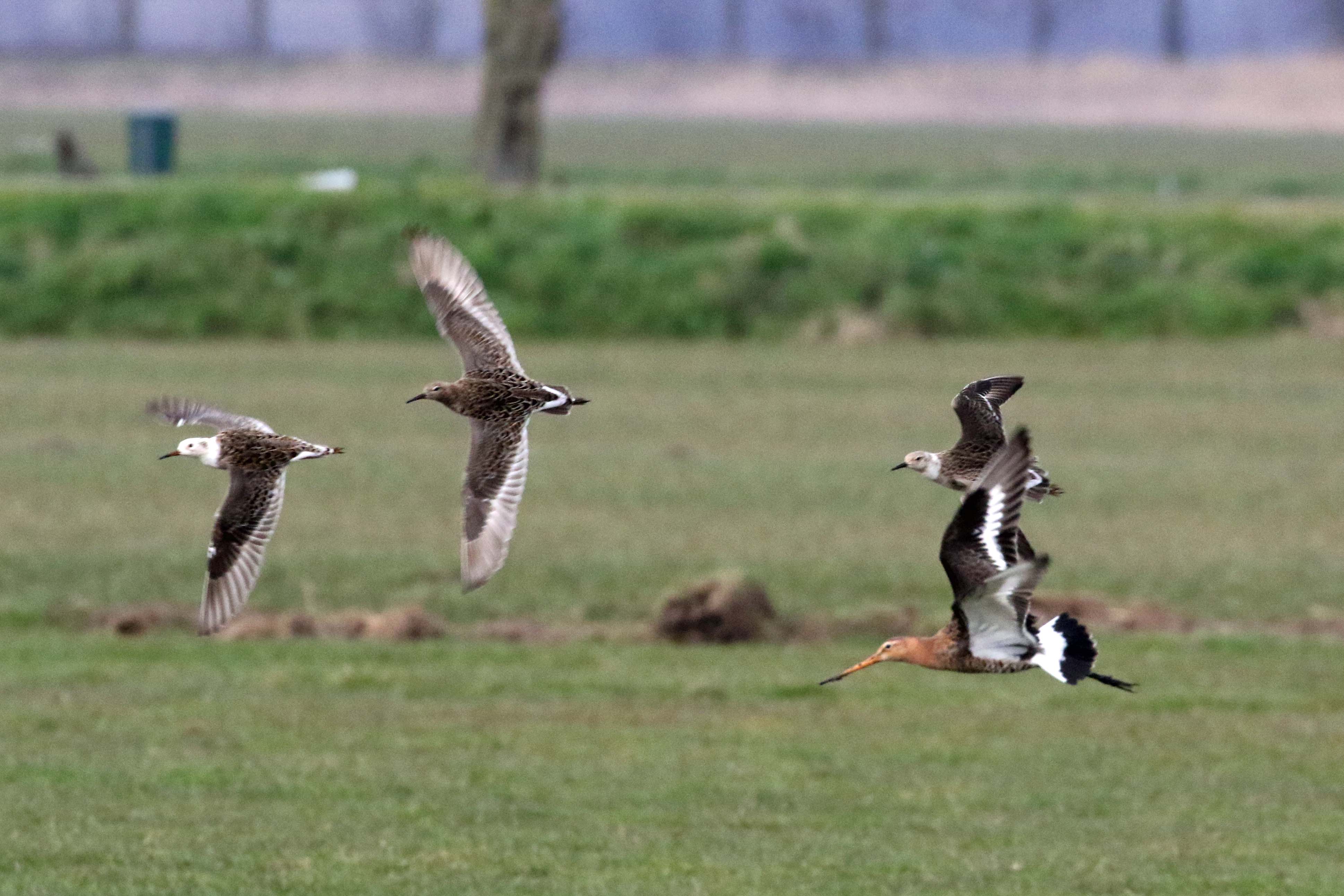 Kemphanen en een grutto