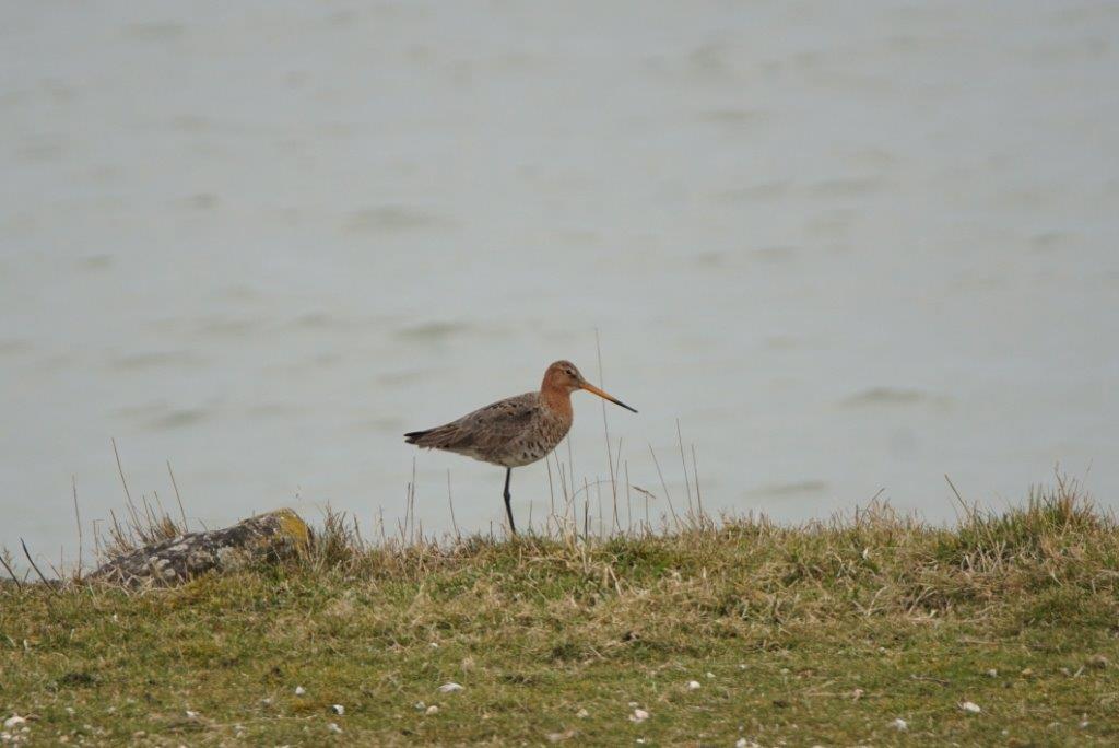 Limosa limosa 