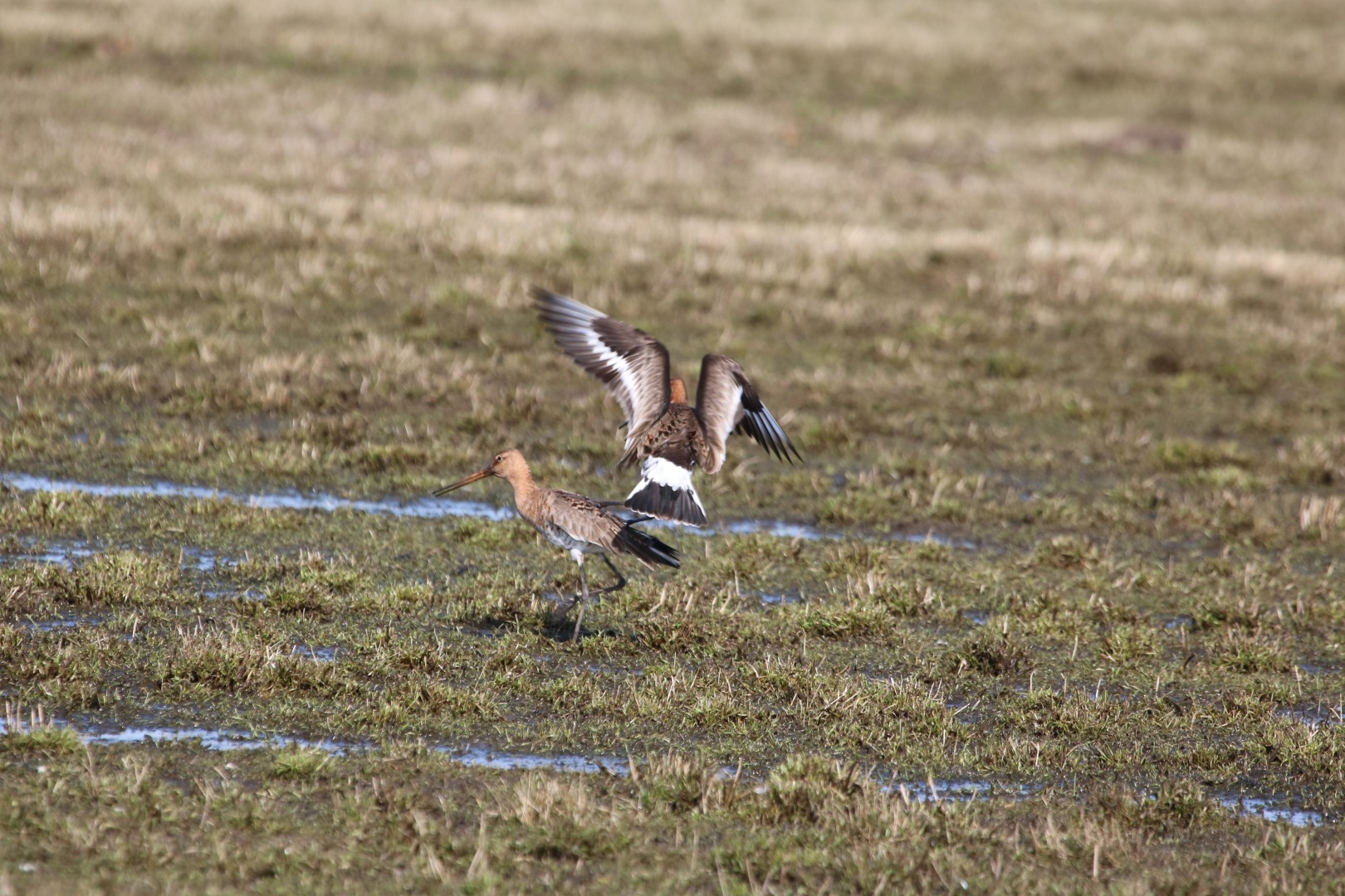 Grutto's in de paartijd