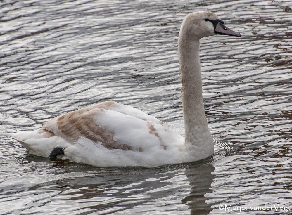 Jonge zwaan