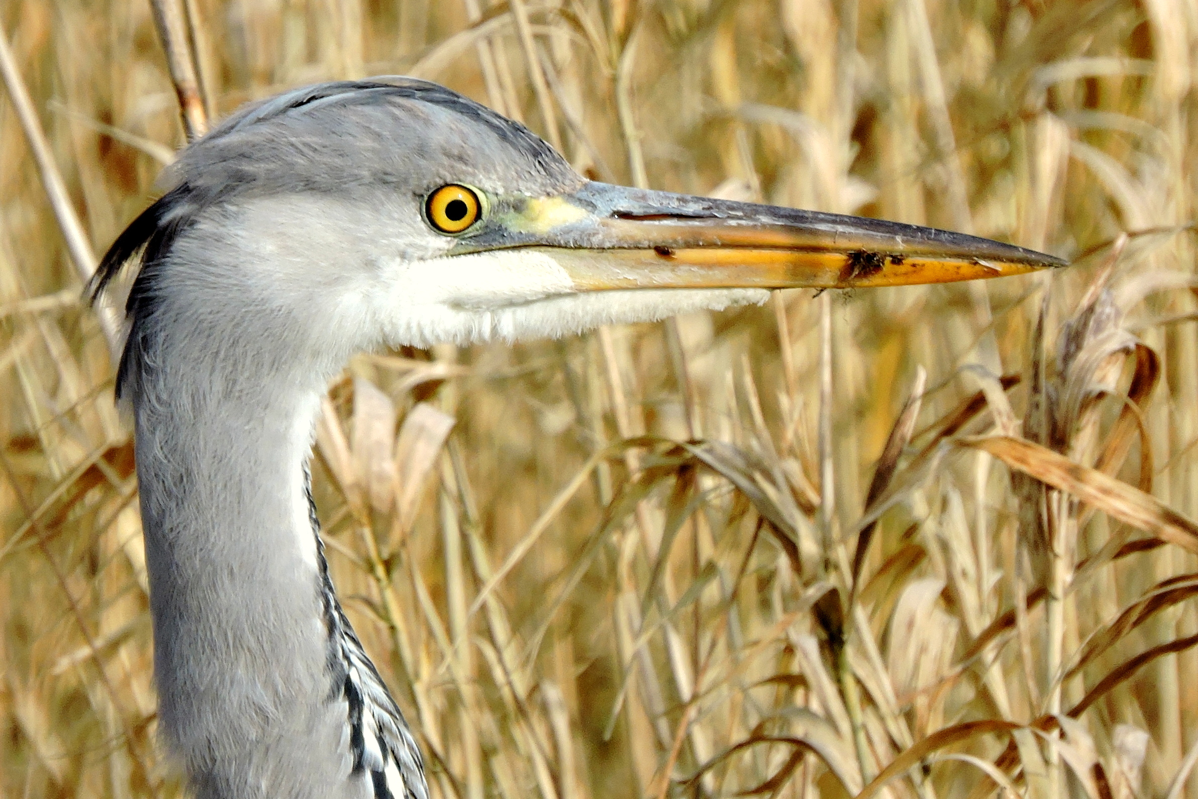 Geconcentreerde blik