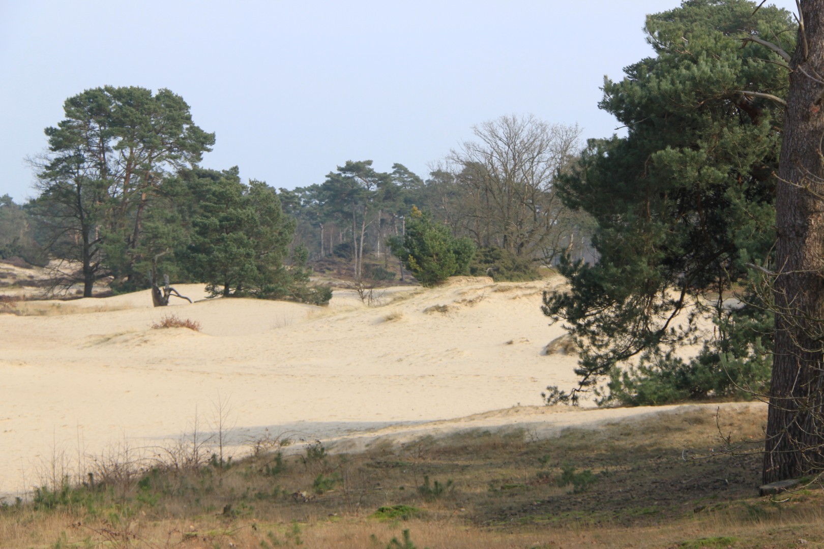 Korte Duinen 