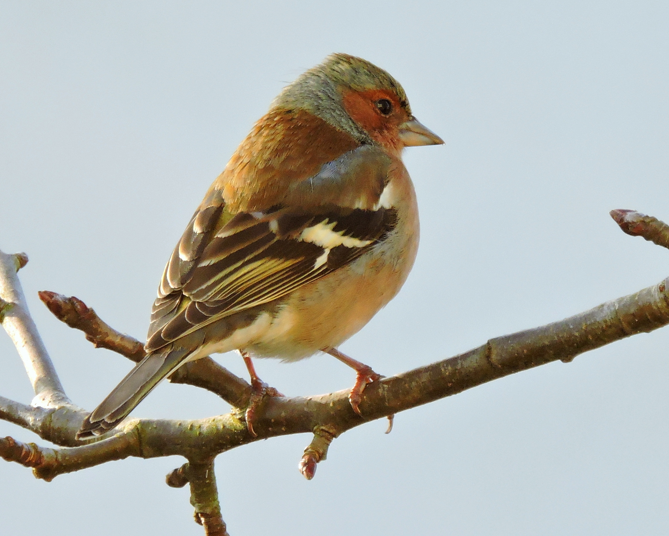 Klaar voor de vinkenslag
