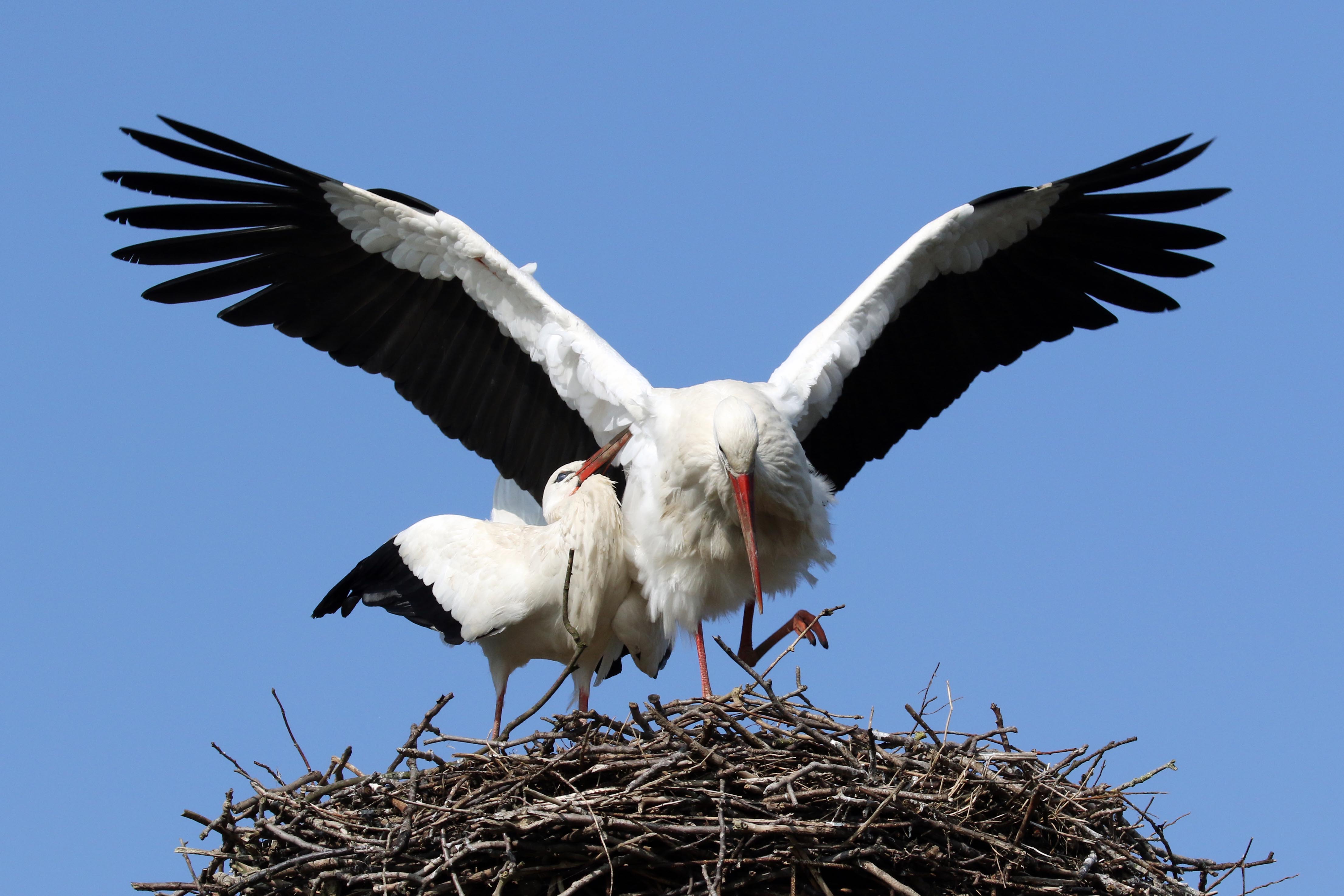 Hè, hè (ooievaarsparing 4)