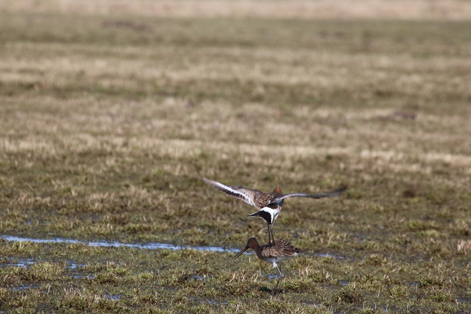 Grutto's in de paartijd