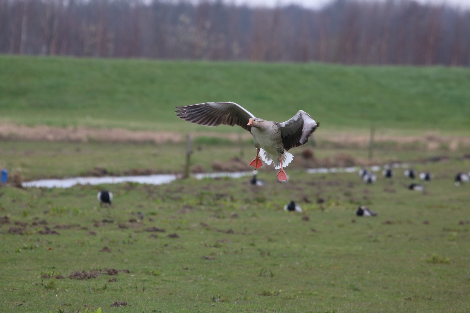 Het landen van een gans