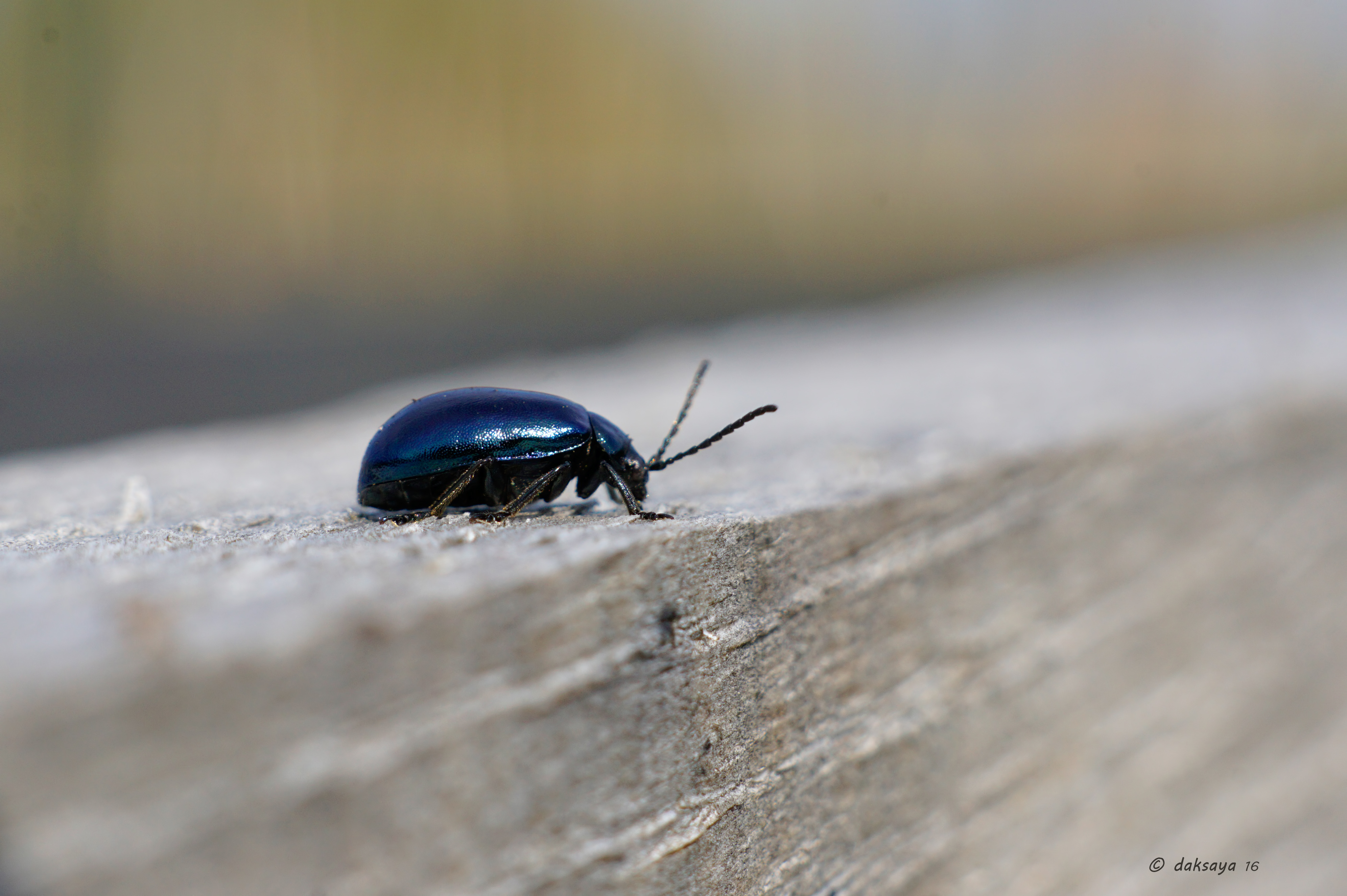 A long way from home