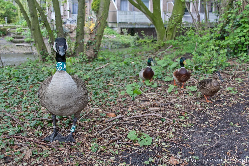 Canadees & kwik kwek & kwak