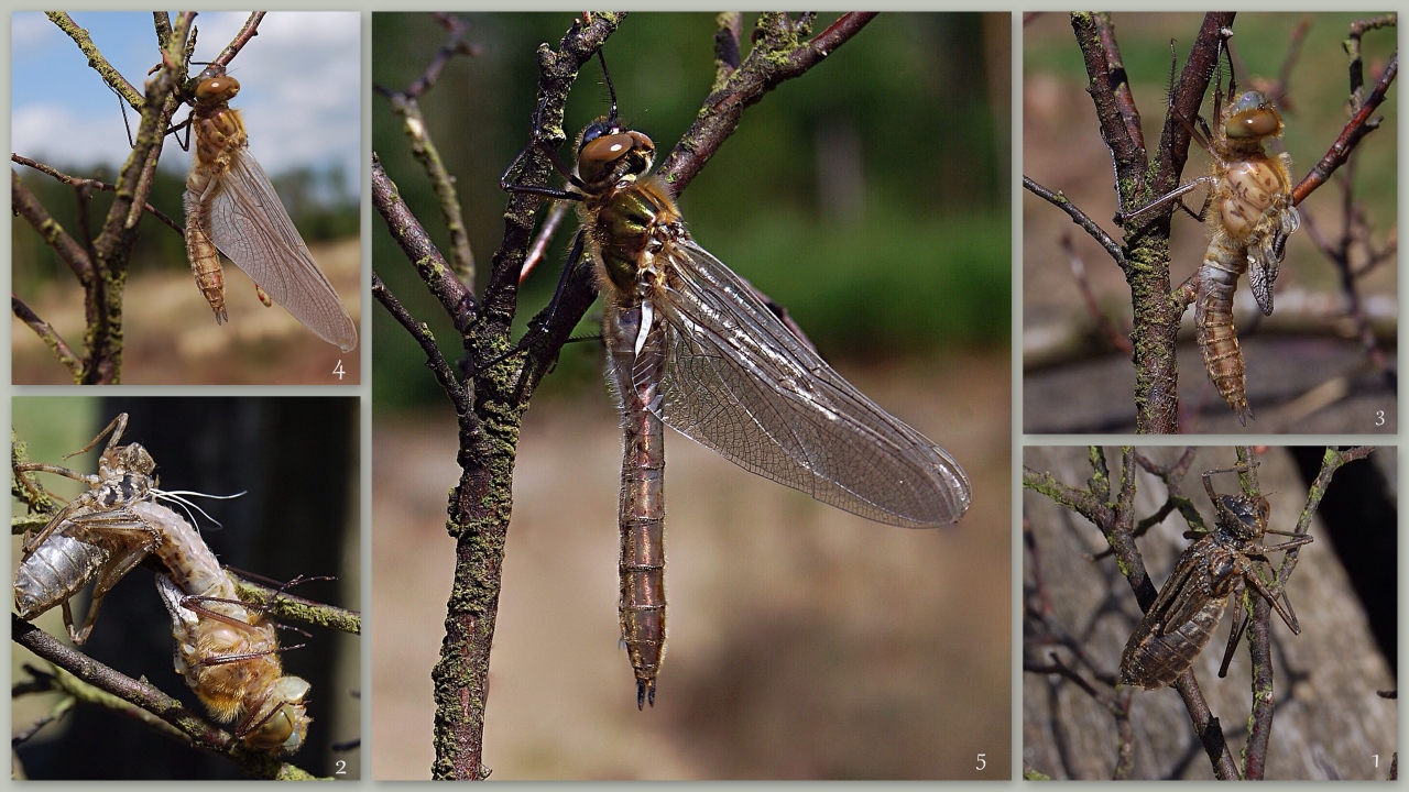 Uitsluiping Smaragdlibel