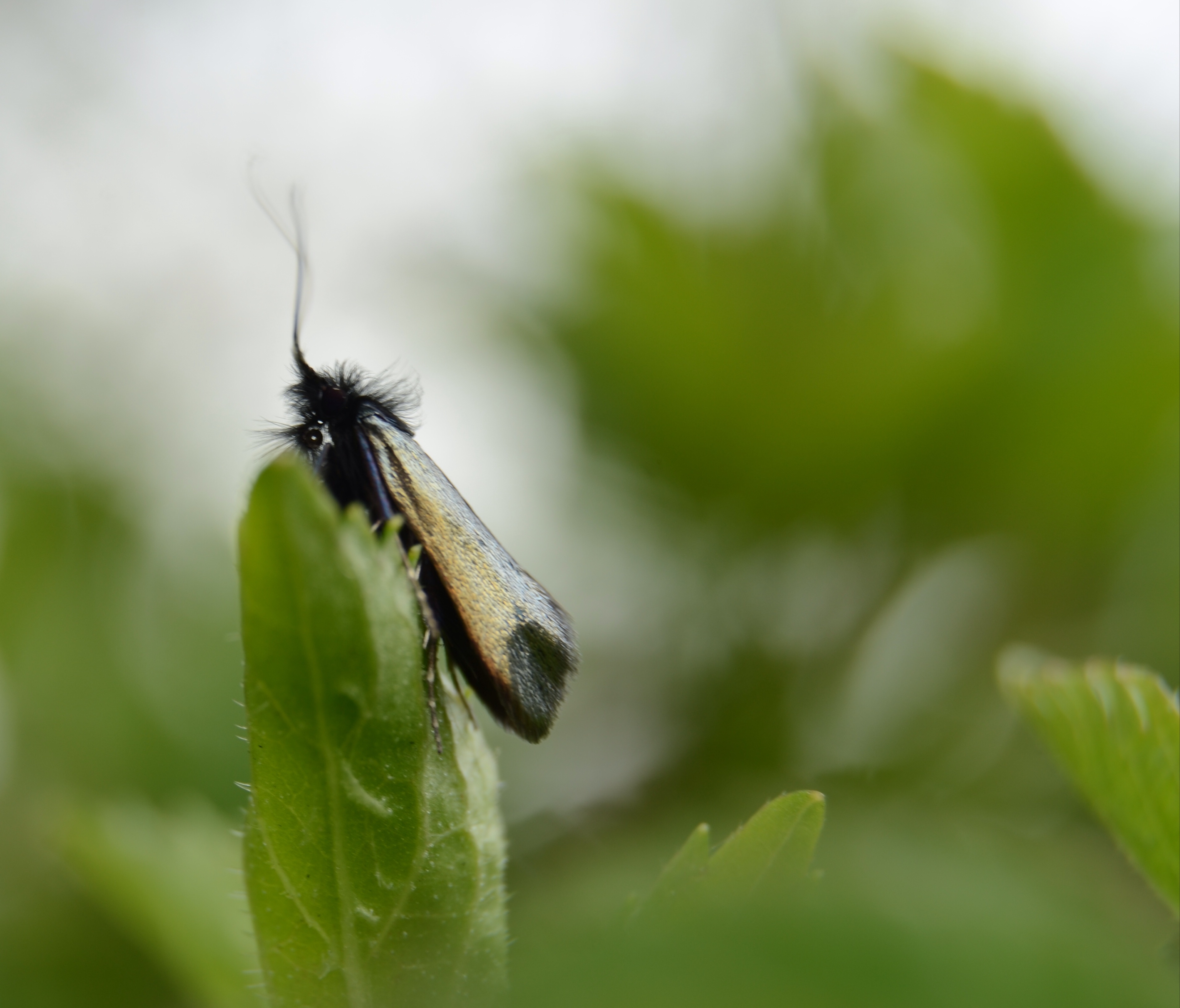 Smaragdlangsprietmot