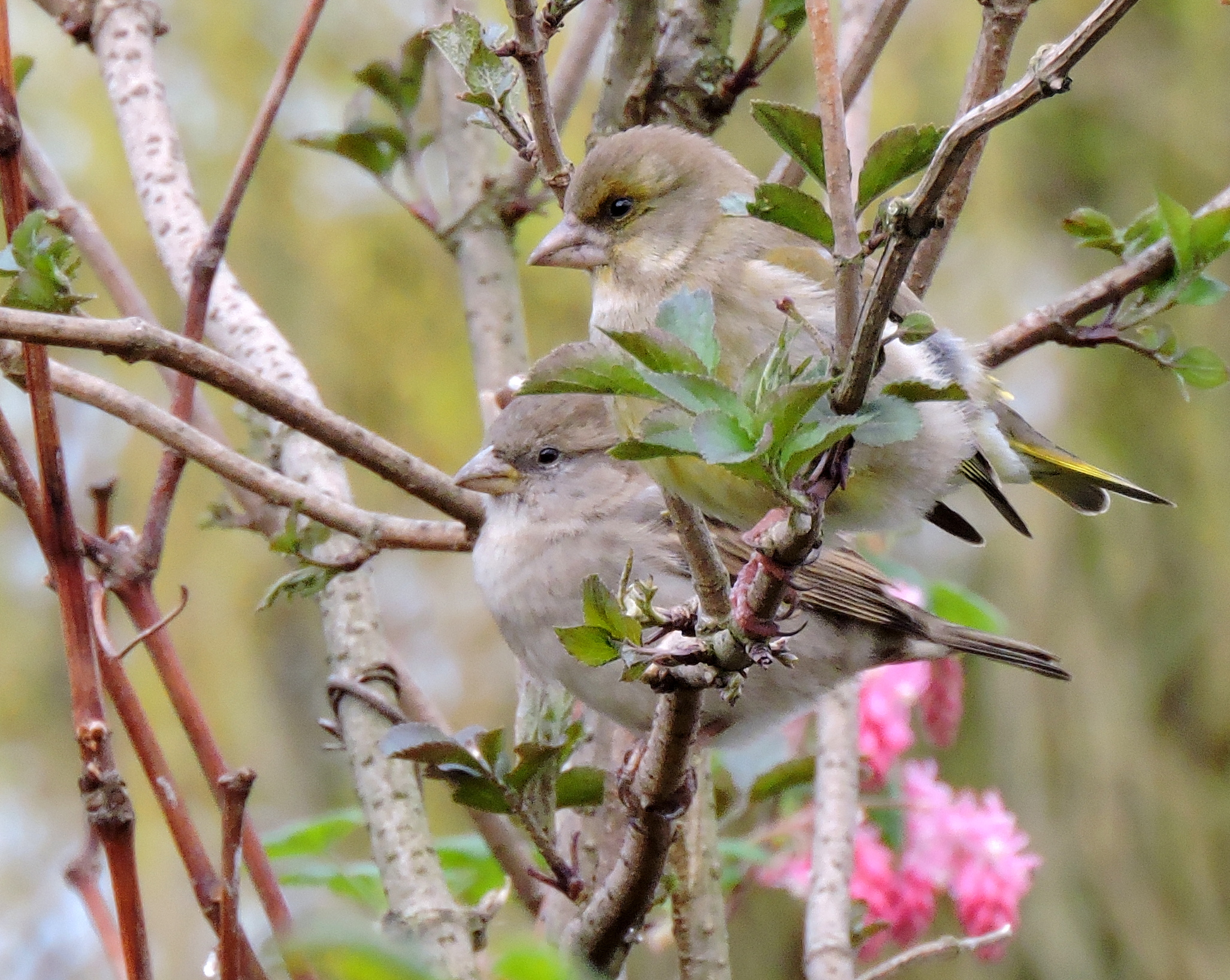 Twee dames op een tak
